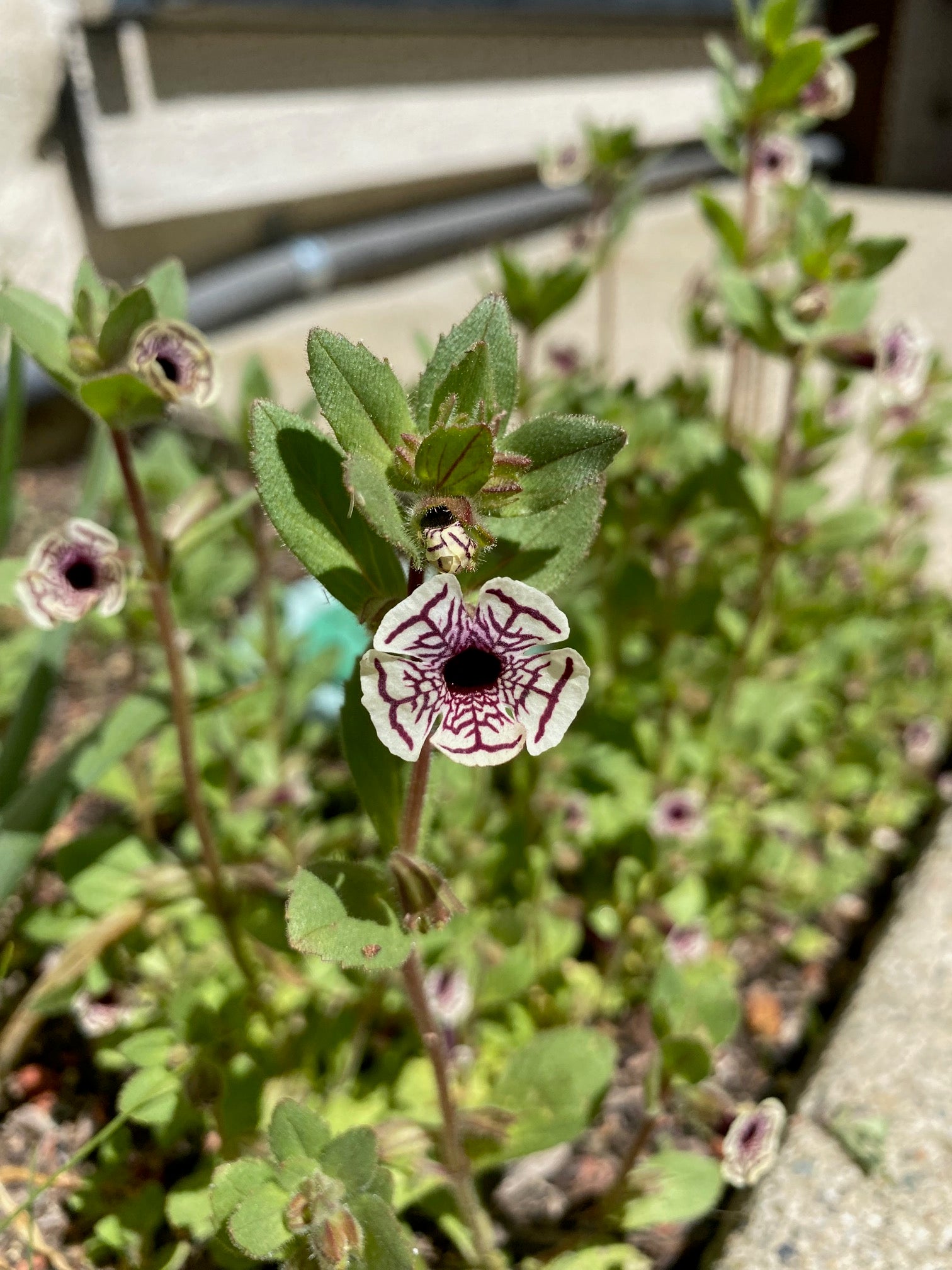 Calico Monkeyflower