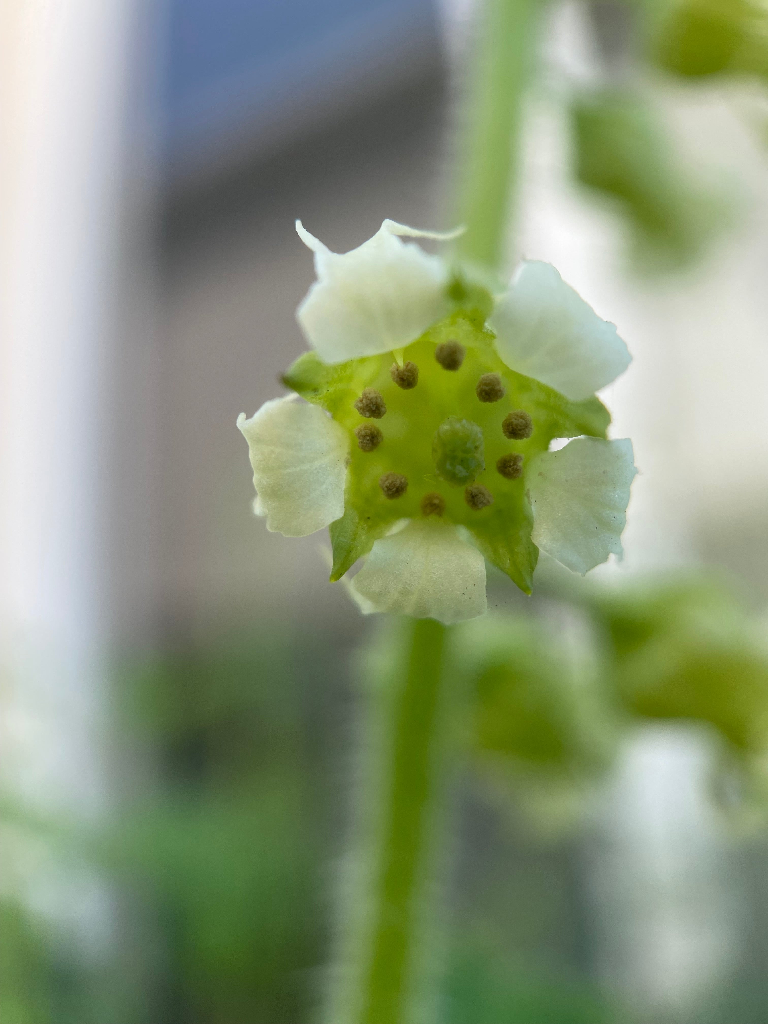 Fringe Cups | Tellima grandiflora