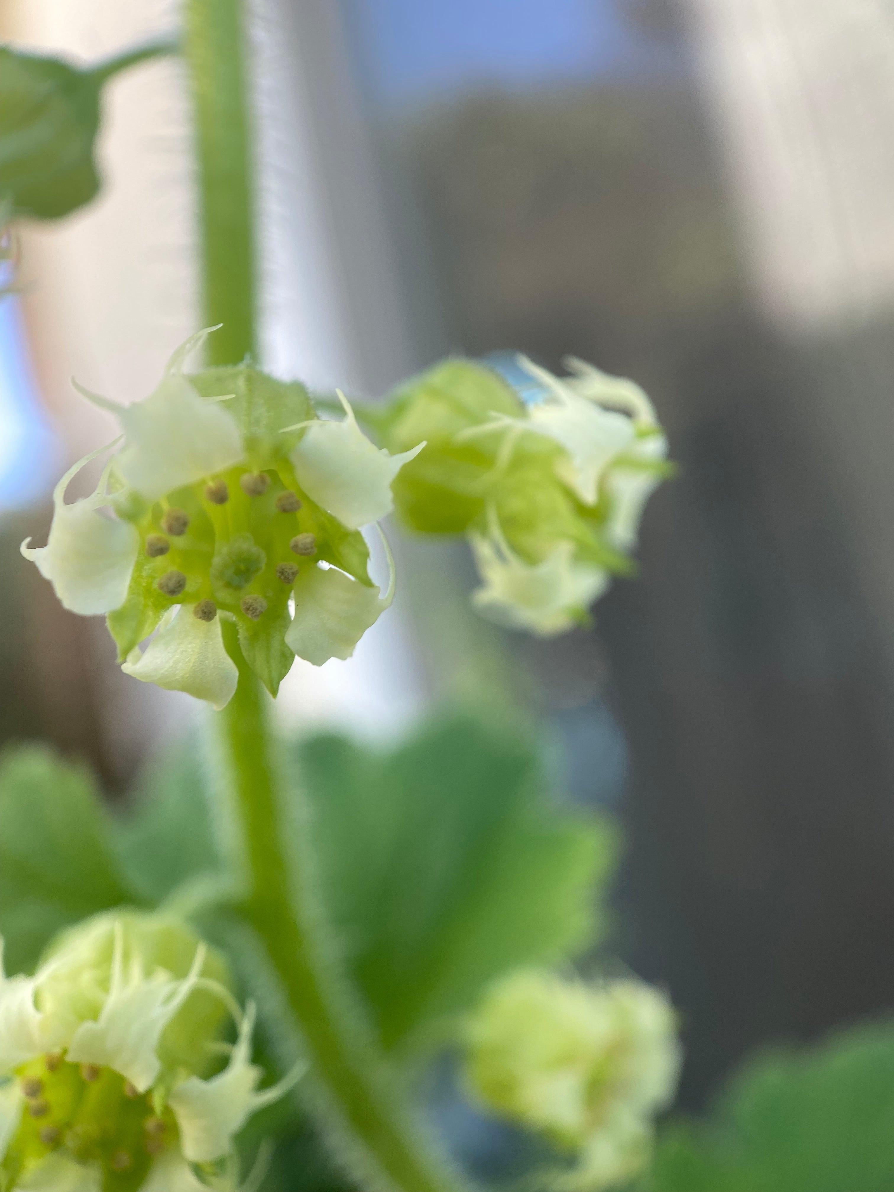 Fringe Cups | Tellima grandiflora