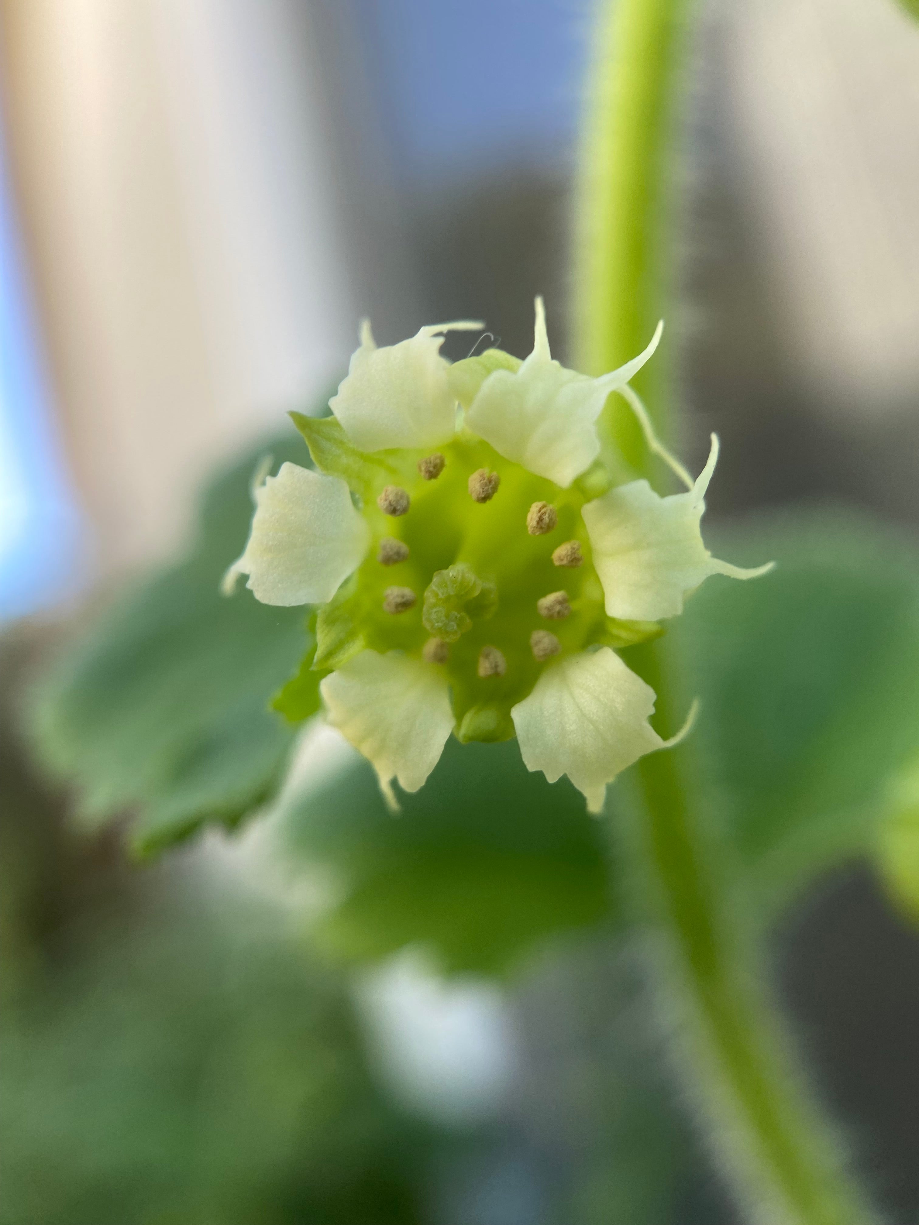 Fringe Cups | Tellima grandiflora