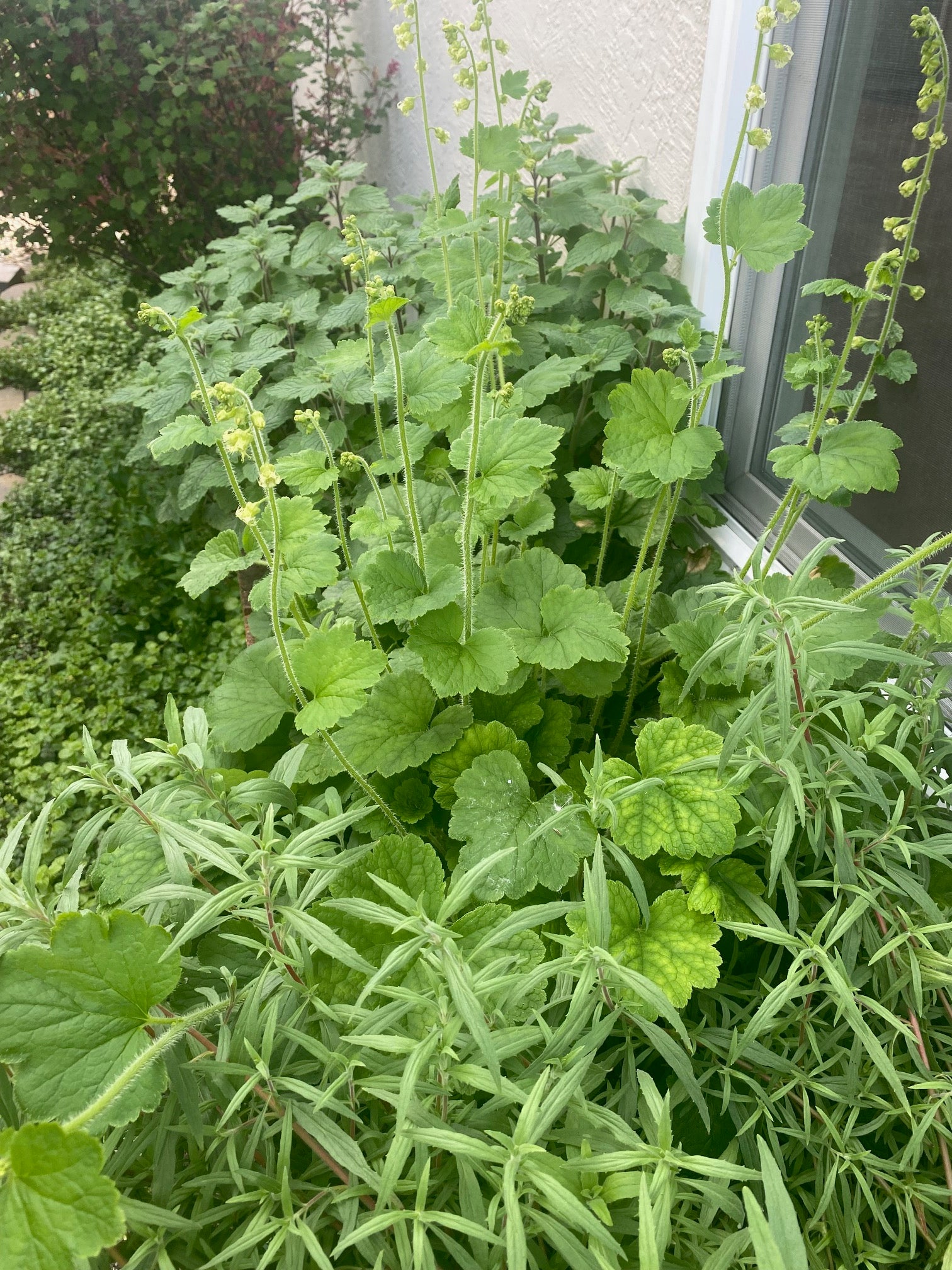 Fringe Cups | Tellima grandiflora