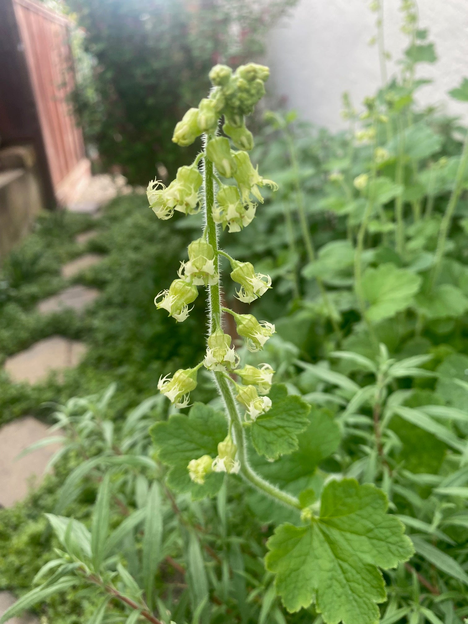 Fringe Cups | Tellima grandiflora