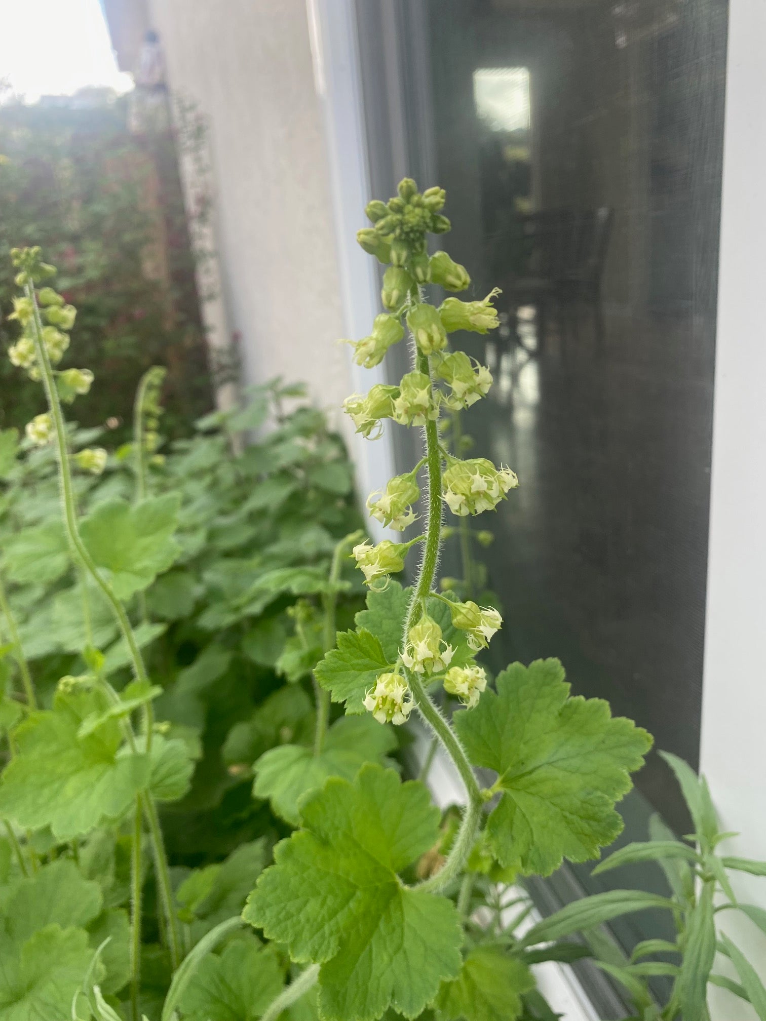 Fringe Cups | Tellima grandiflora