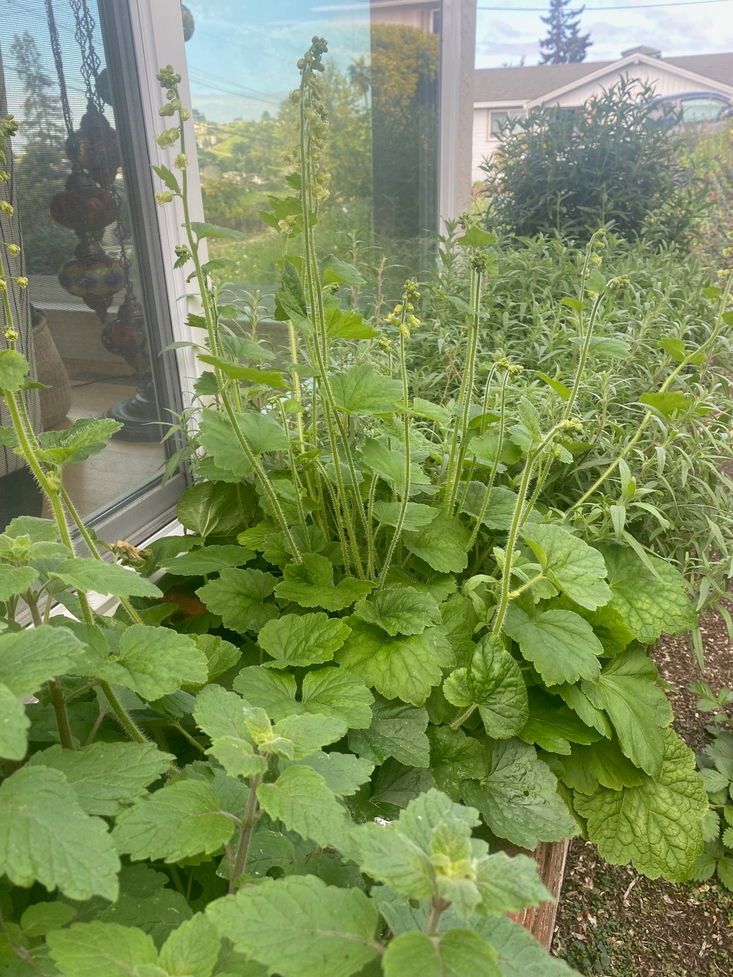 Fringe Cups | Tellima grandiflora