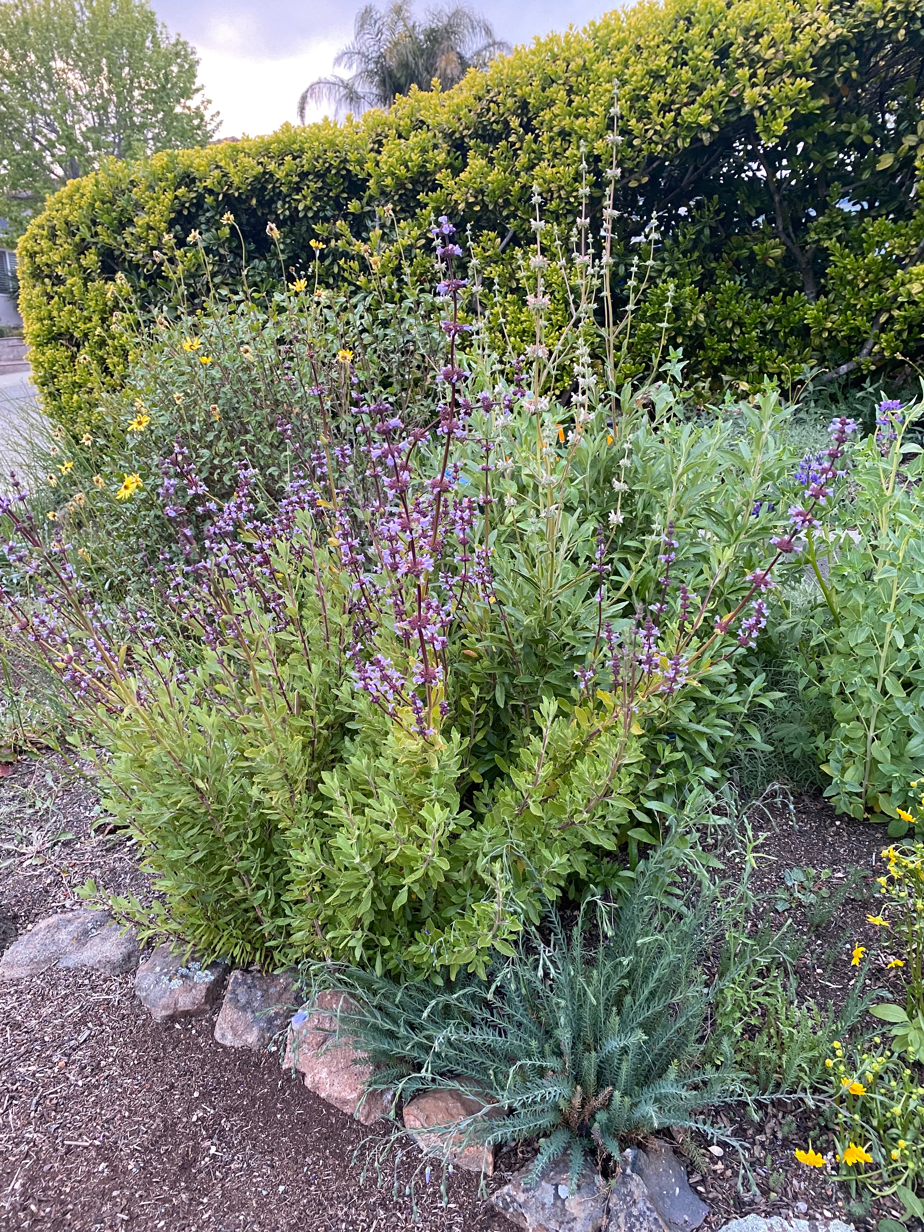 Munz's Sage | Salvia munzii seeds