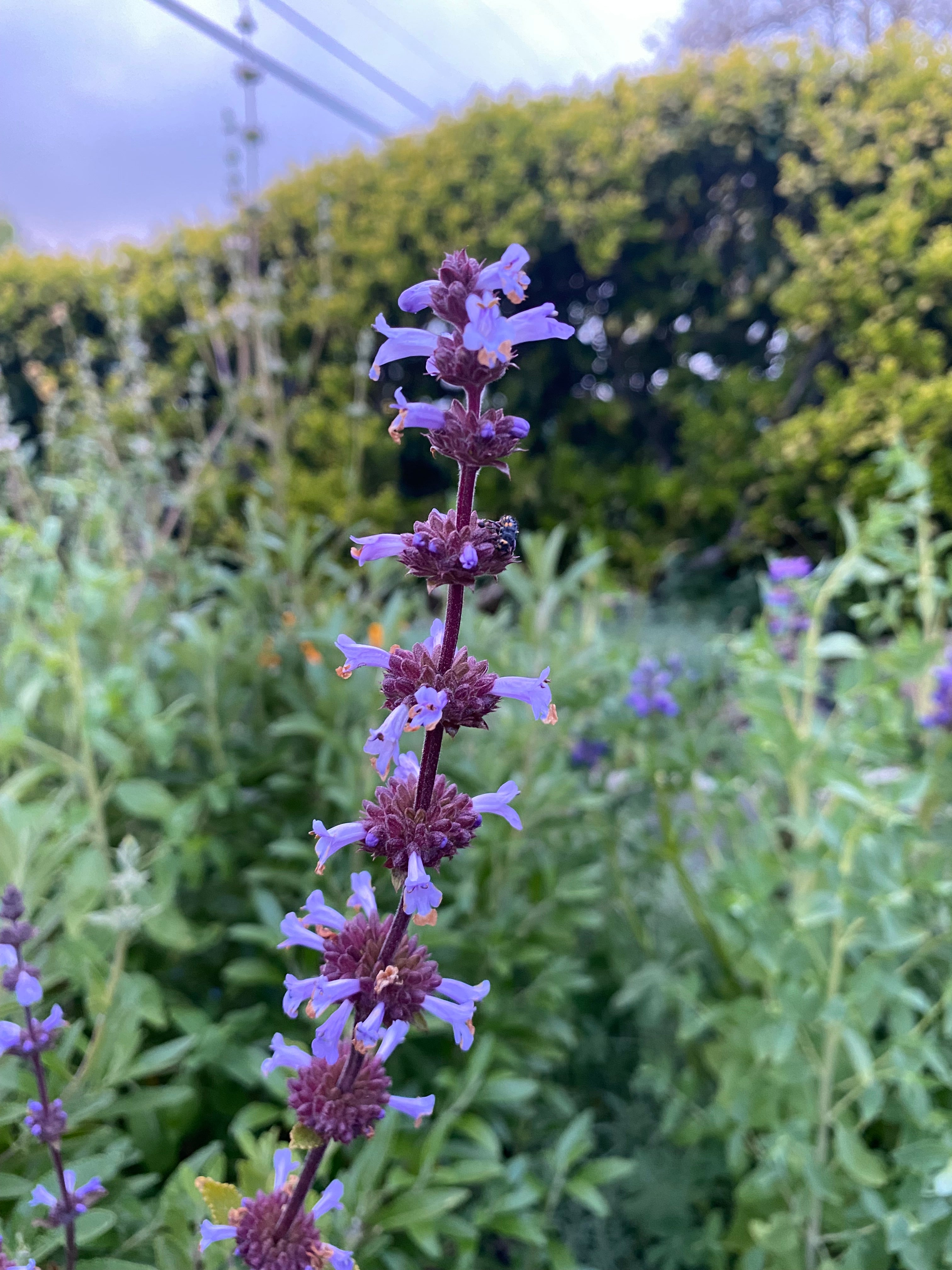 Munz's Sage | Salvia munzii seeds