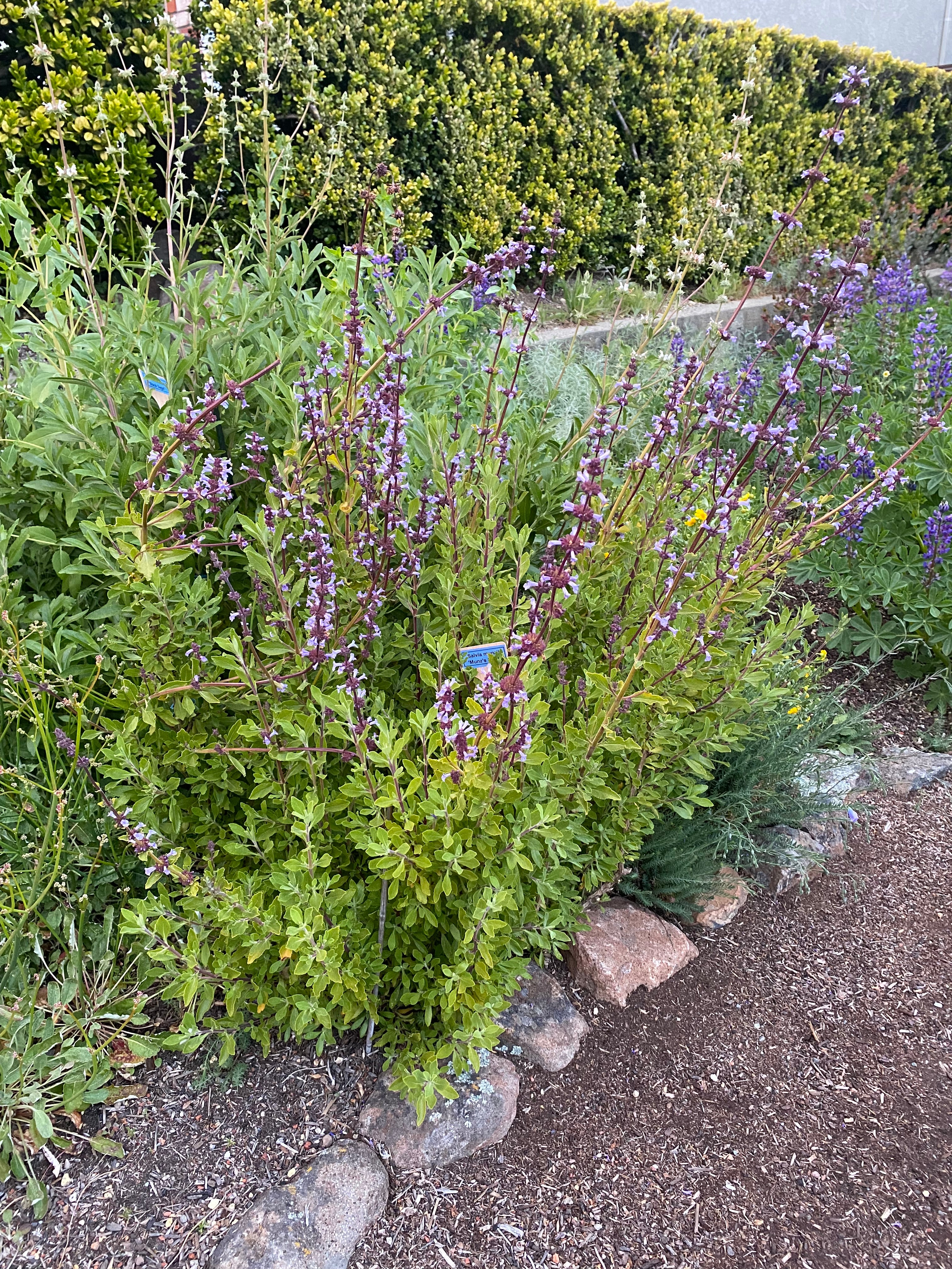 Munz's Sage | Salvia munzii seeds
