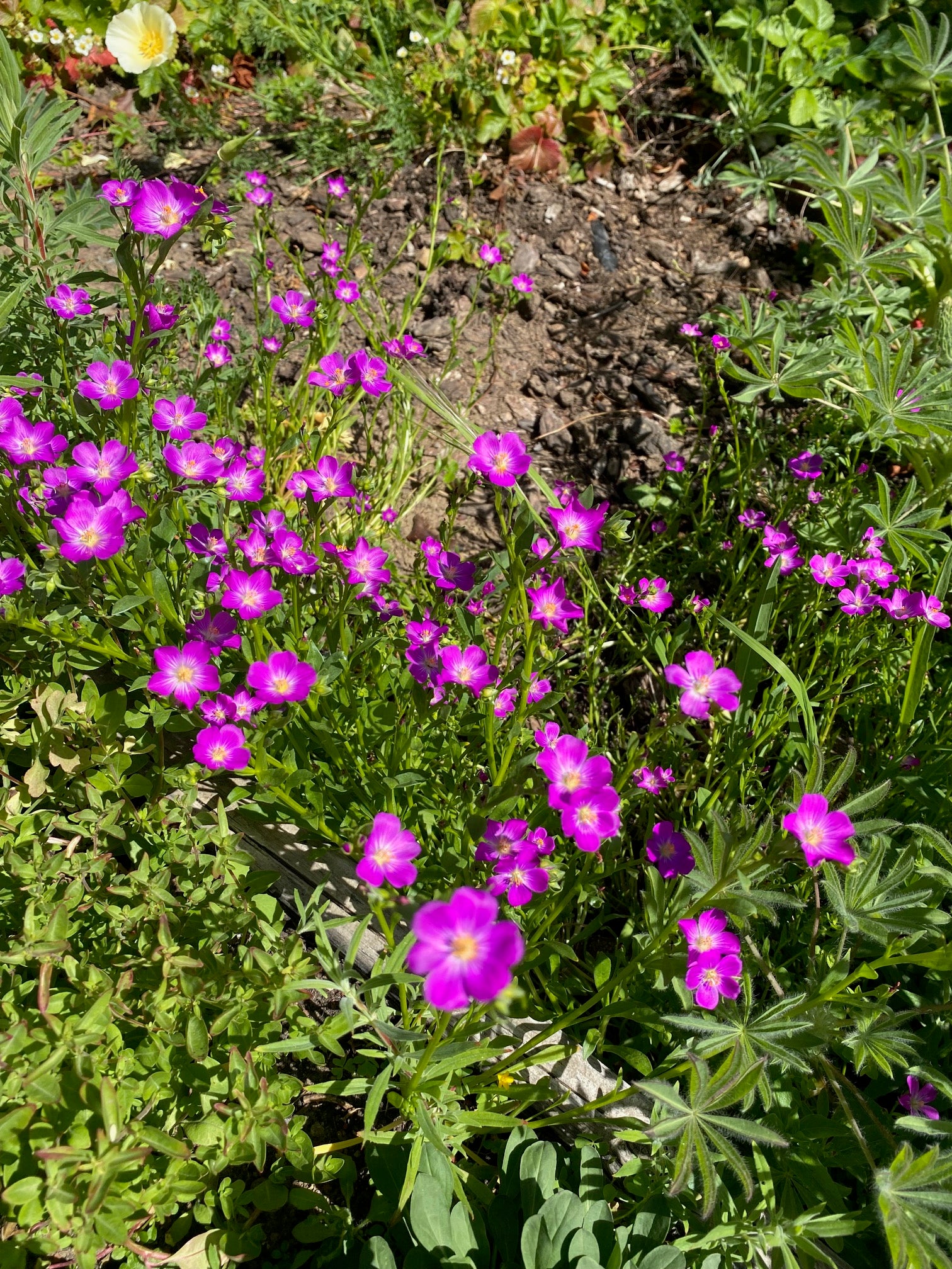 Red Maids | Calandrinia menziesii