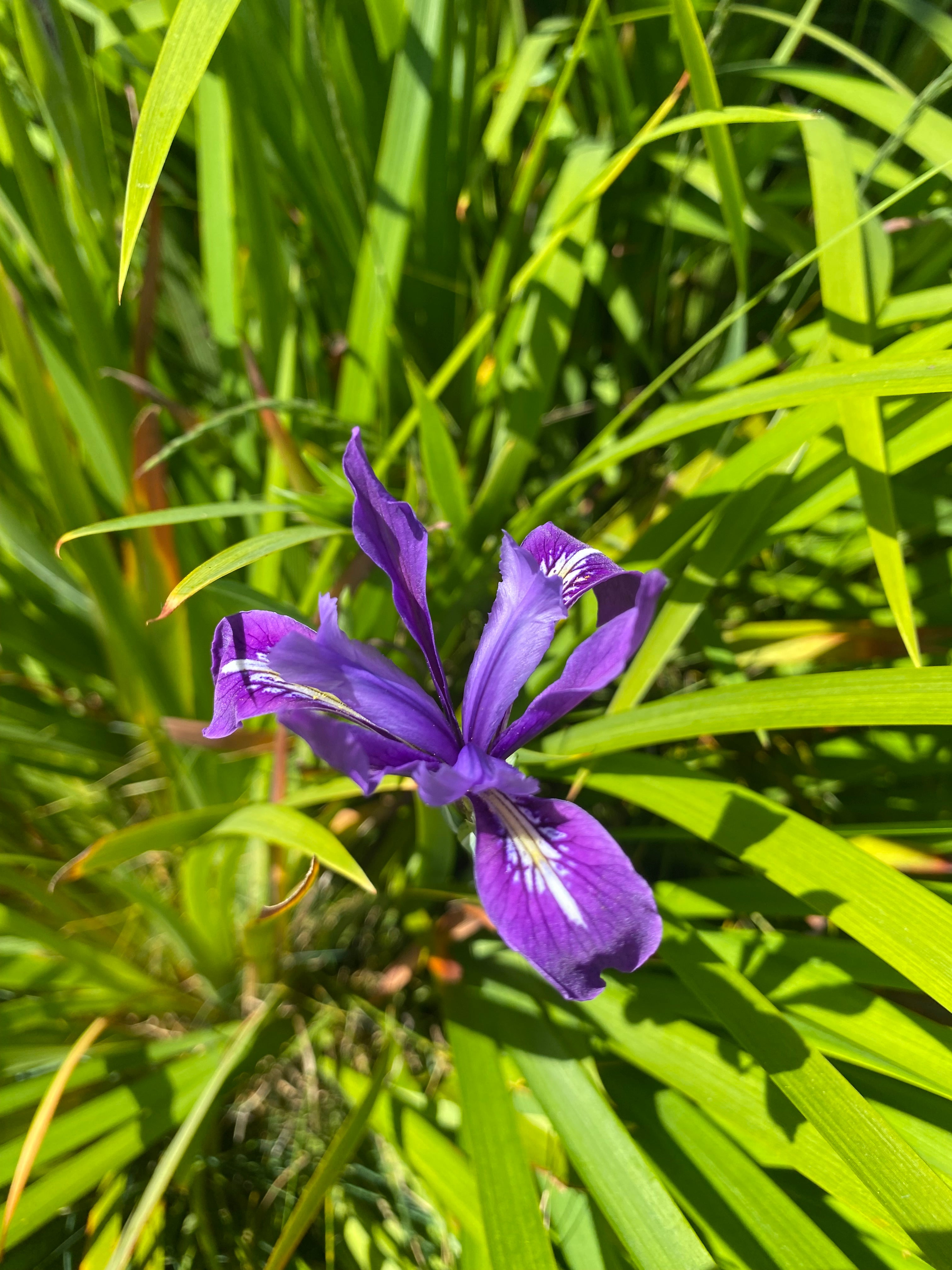 Douglas Iris | Iris douglasiana seeds