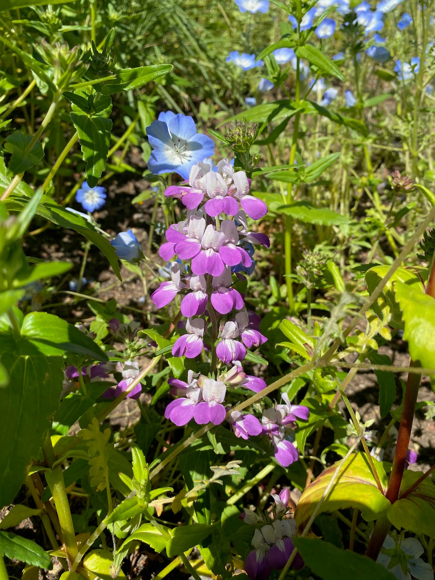Innocence | Purple Chinese Houses | Collinsia heterophylla
