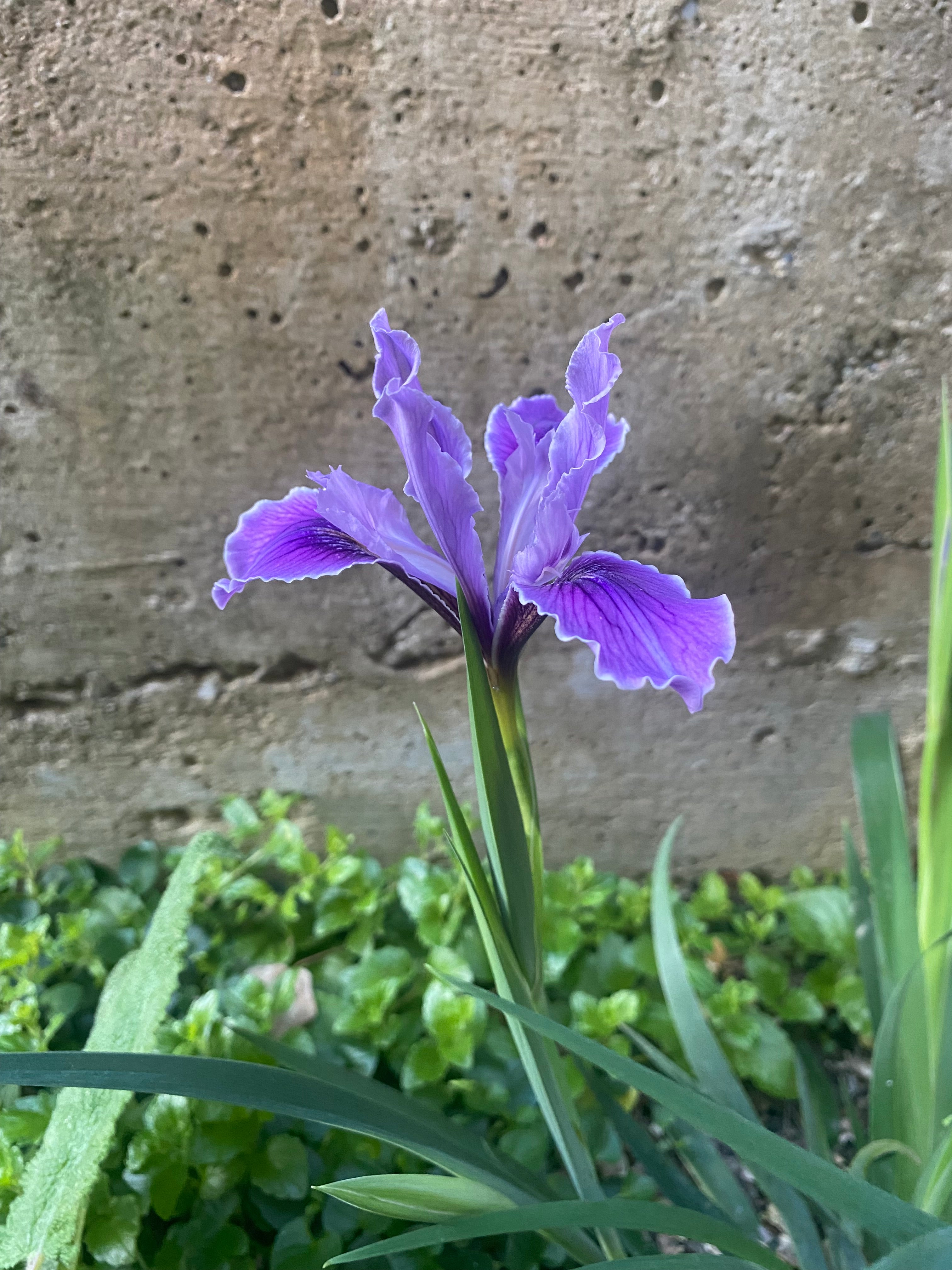Douglas Iris | Iris douglasiana seeds