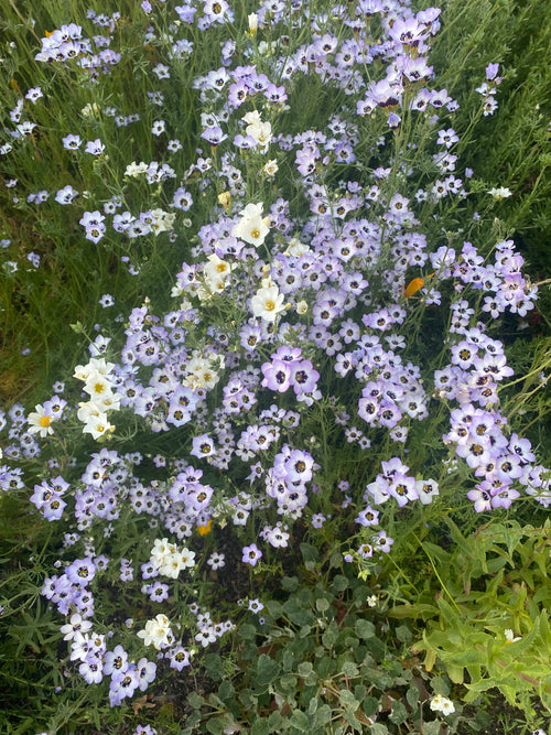 Birds Eyes | Gilia tricolor seeds