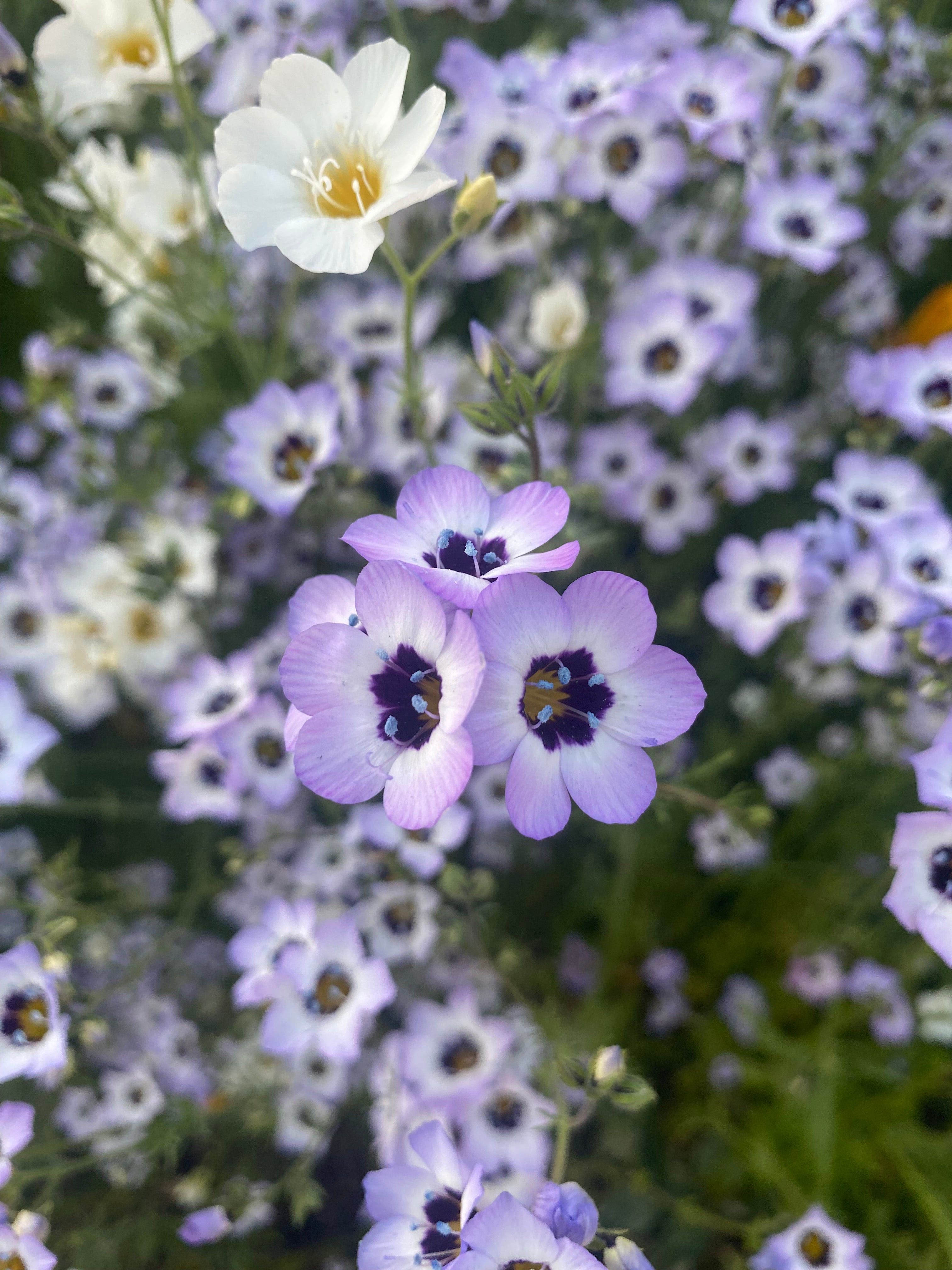 Birds Eyes | Gilia tricolor seeds