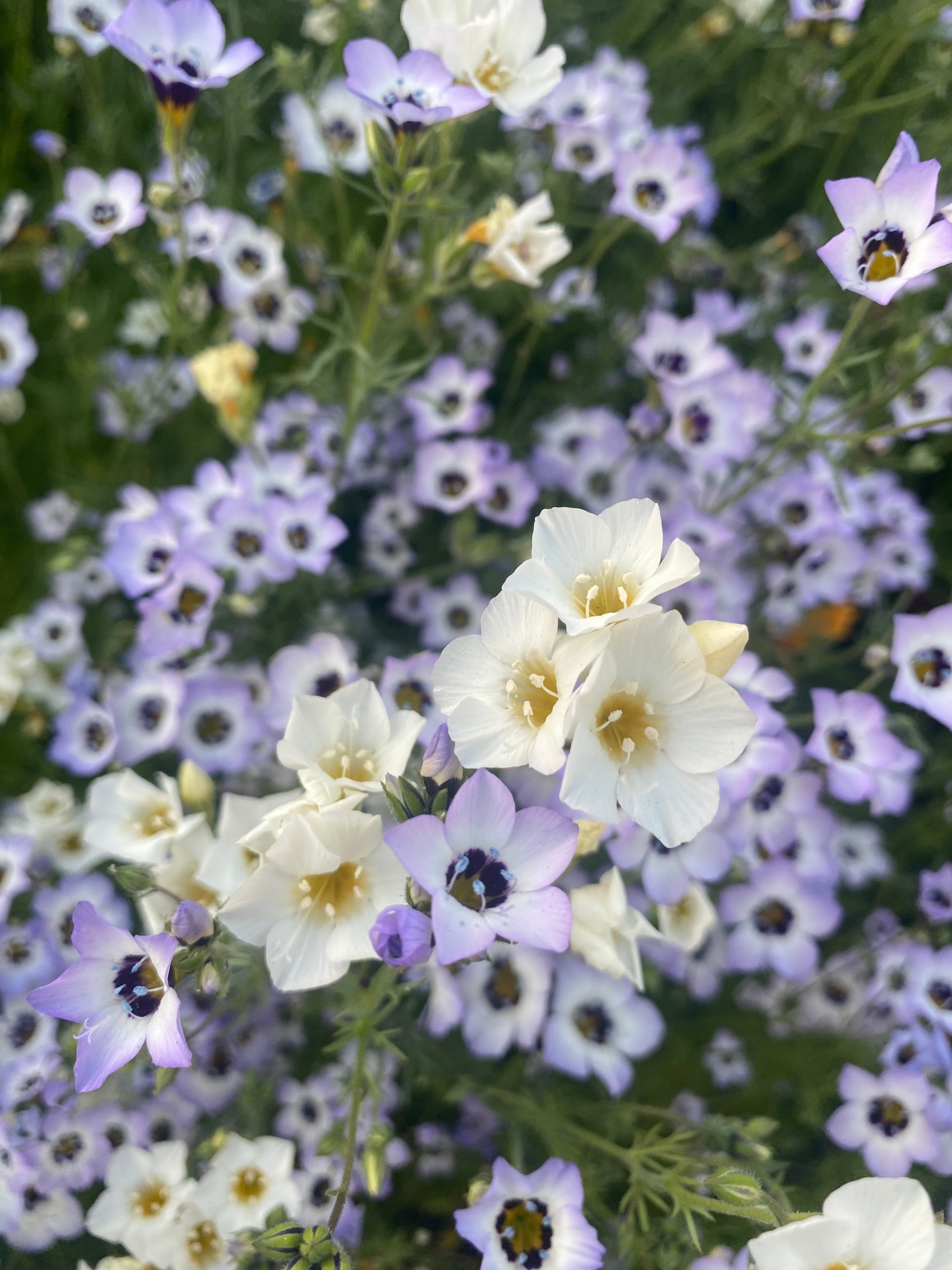 Birds Eyes | Gilia tricolor seeds