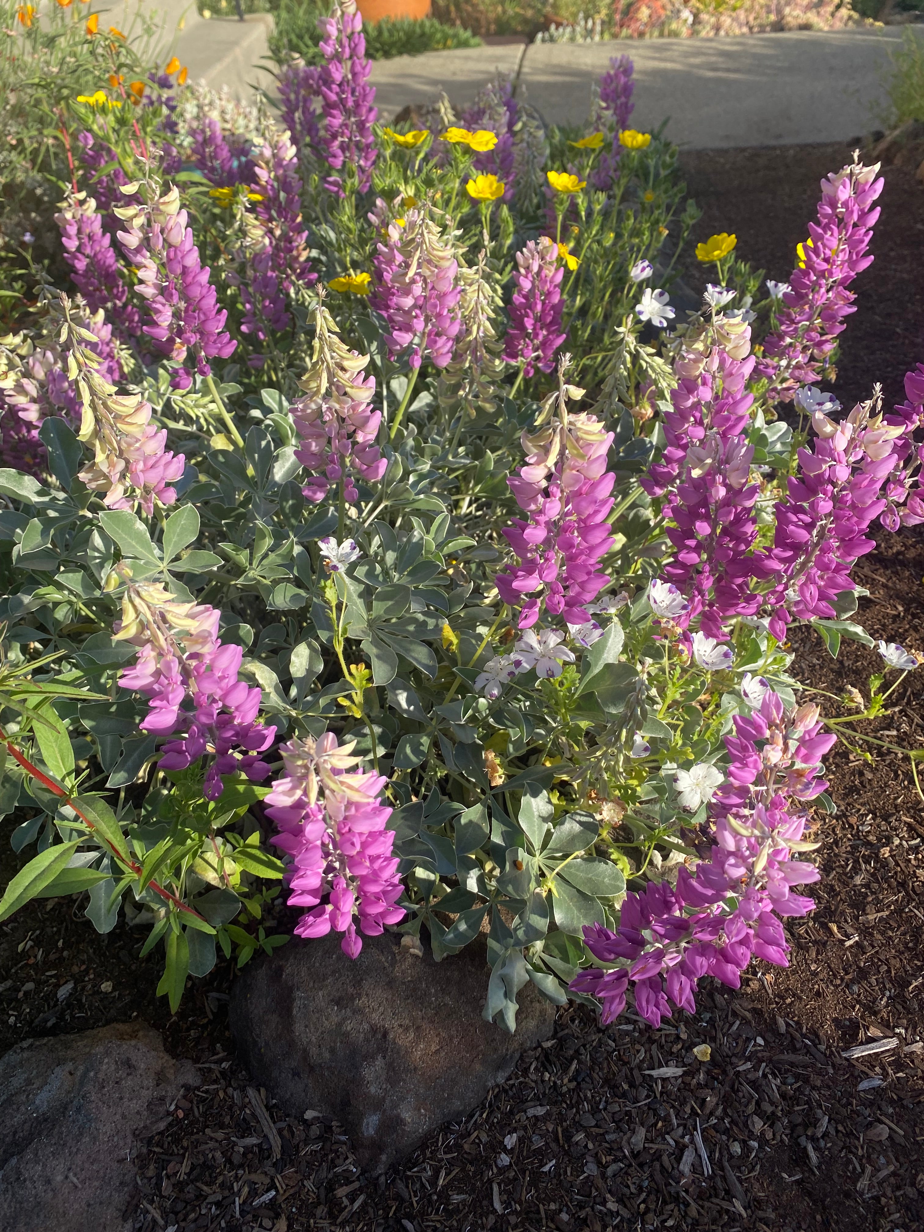 Cobb Mountain Lupine | Lupinus sericatus seeds