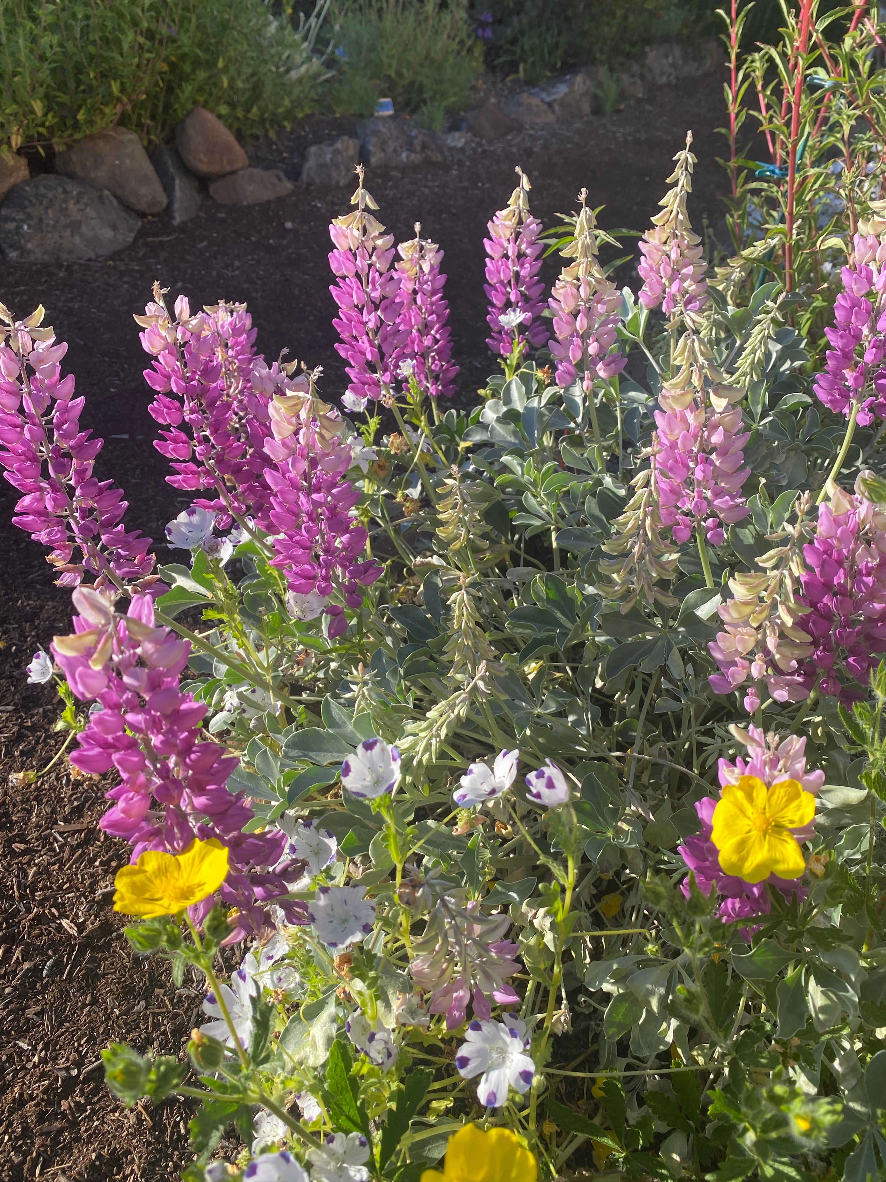 Cobb Mountain Lupine | Lupinus sericatus seeds