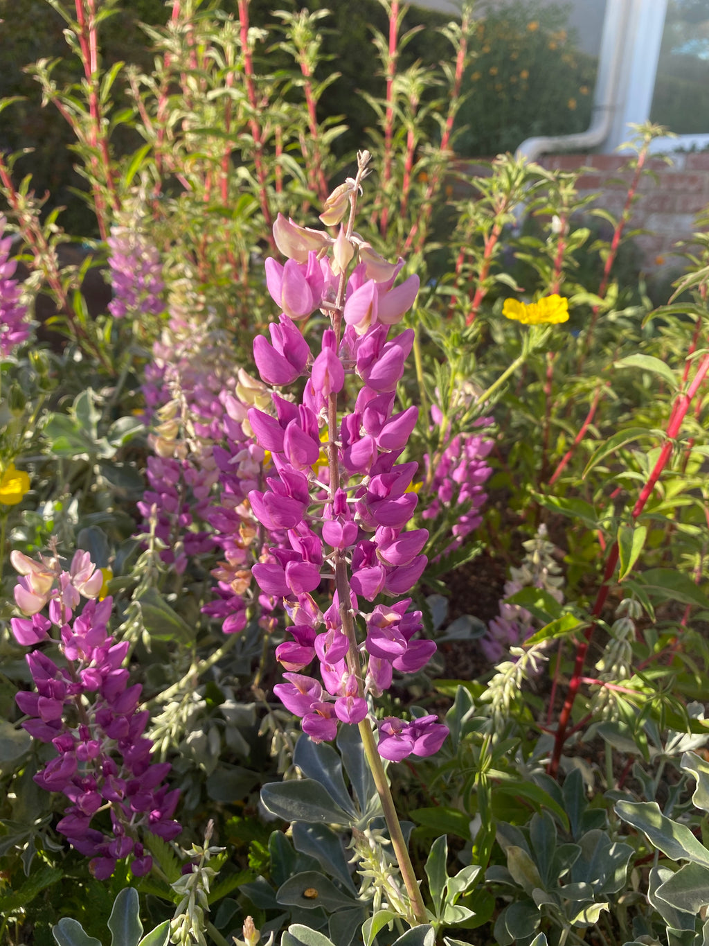 Cobb Mountain Lupine | Lupinus sericatus seeds