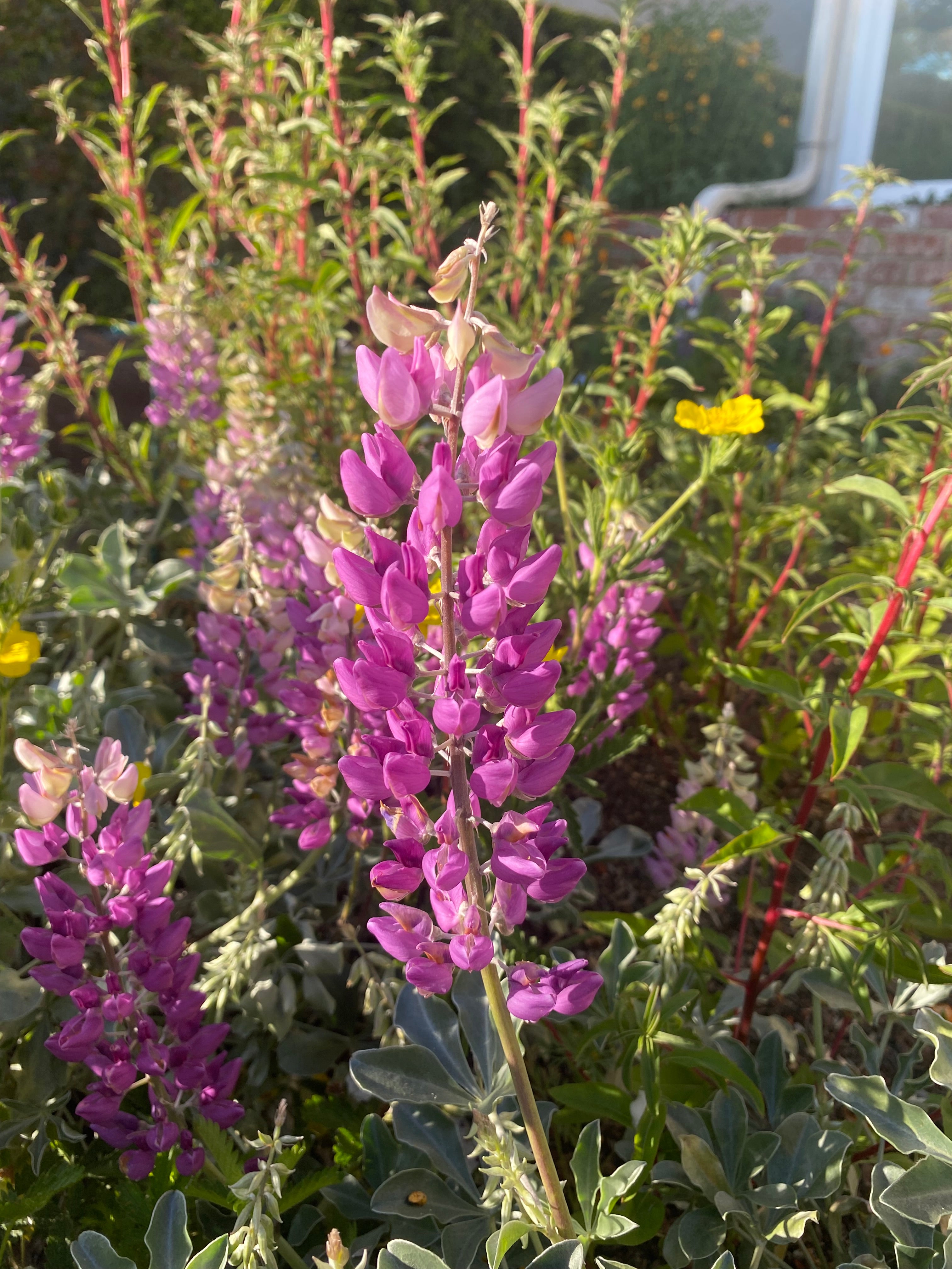 Cobb Mountain Lupine | Lupinus sericatus seeds