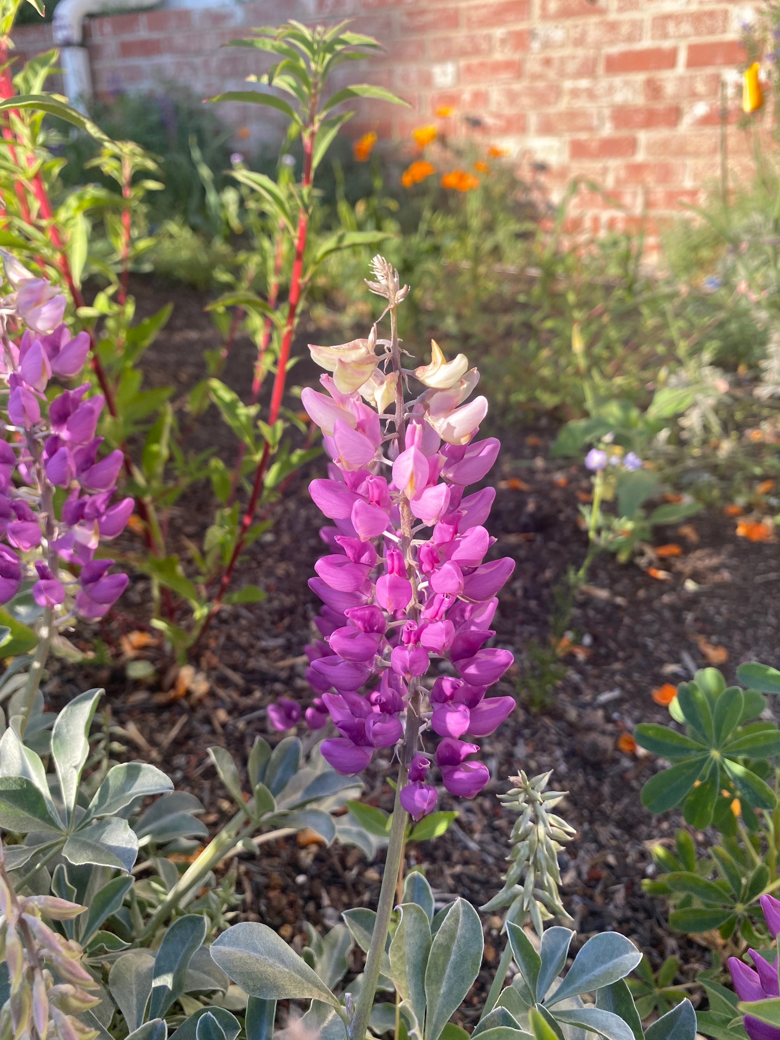 Cobb Mountain Lupine | Lupinus sericatus seeds