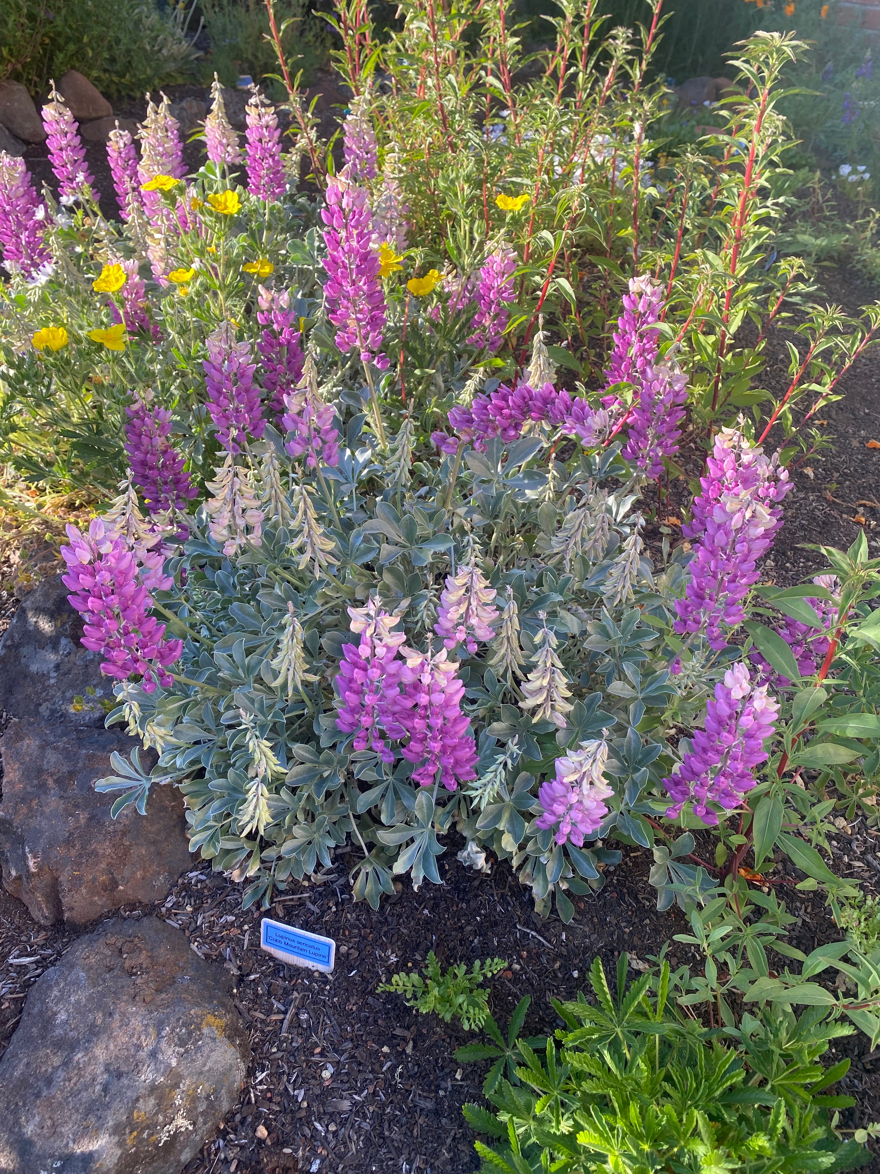 Cobb Mountain Lupine | Lupinus sericatus seeds