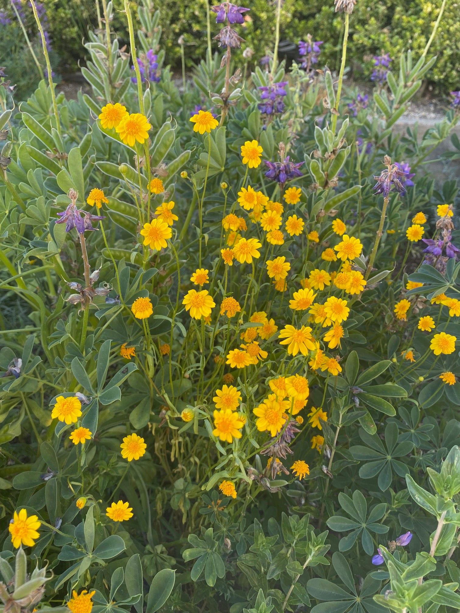 Goldfields | Lasthenia californica seeds