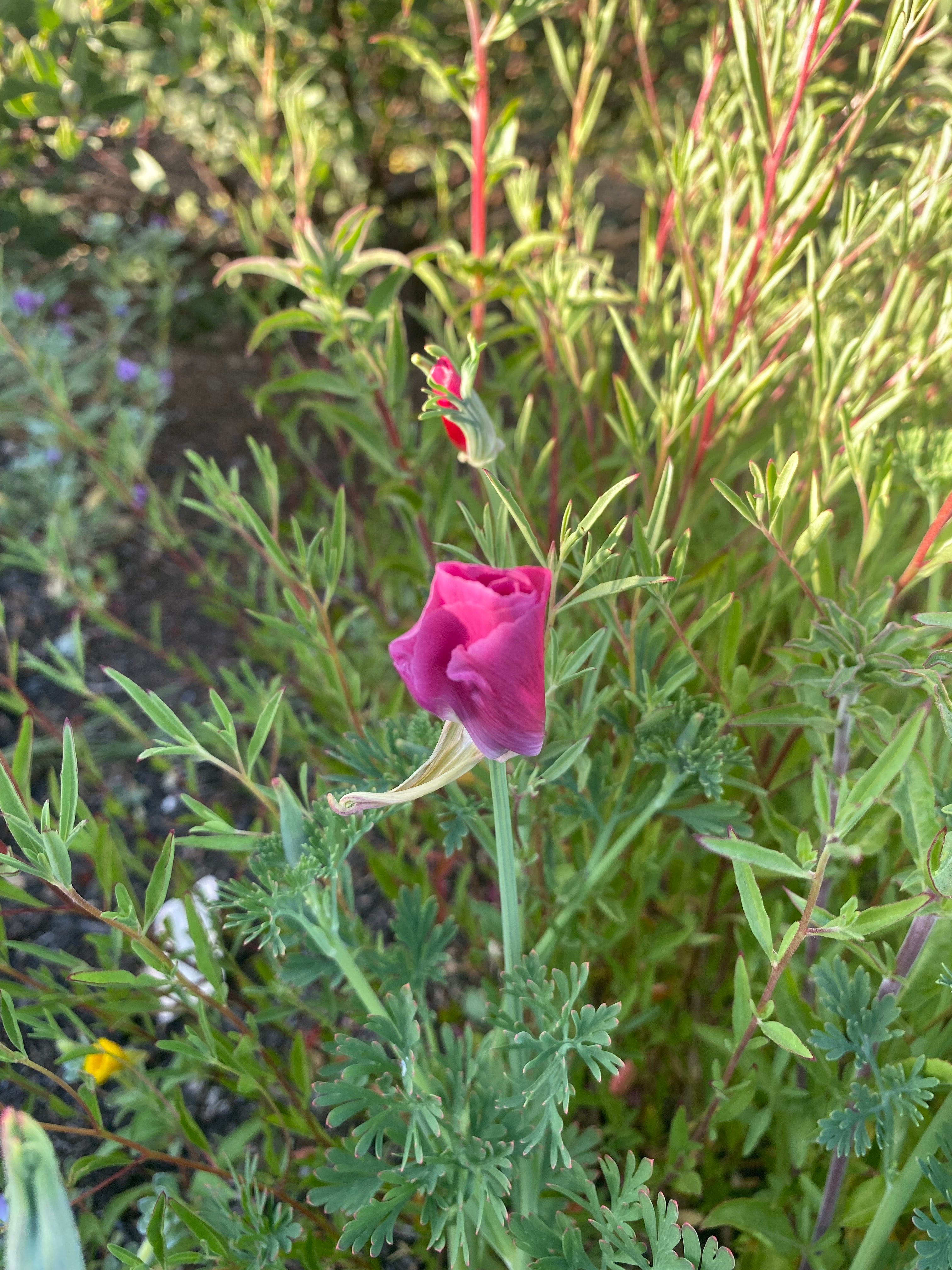 California Poppy "Purple Gleam" | Eschscholzia californica Seeds