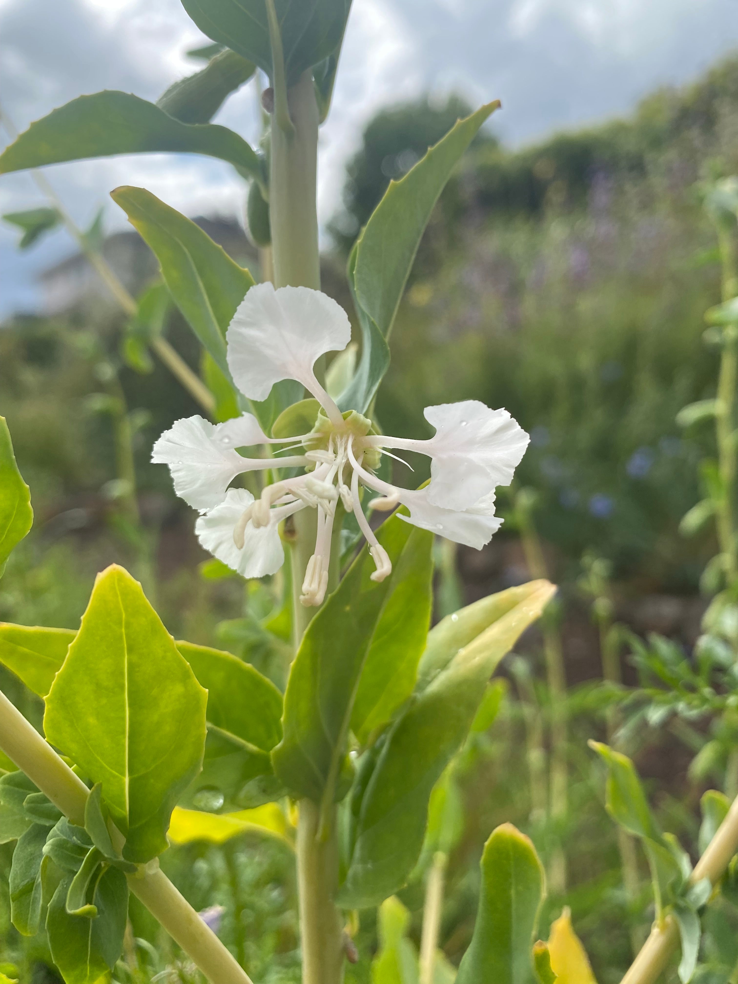Mountain Garland White Clarkia | Clarkia unguiculata seeds