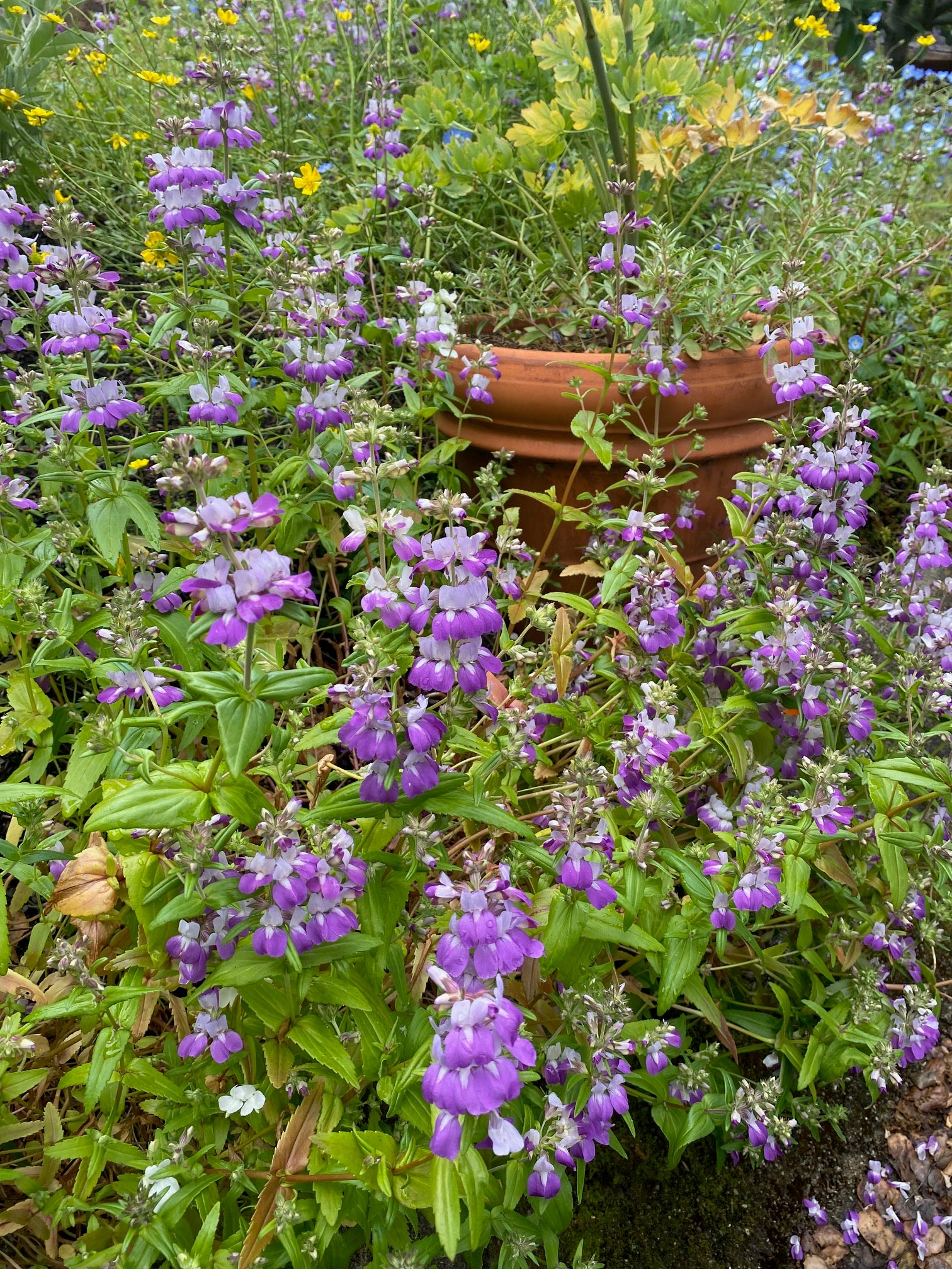Innocence | Purple Chinese Houses | Collinsia heterophylla