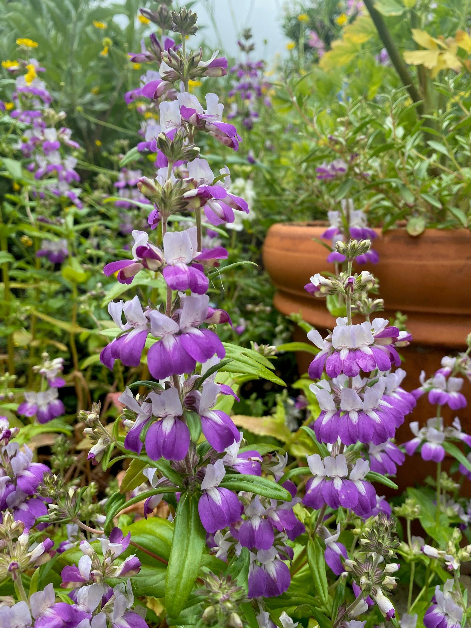 Innocence | Purple Chinese Houses | Collinsia heterophylla