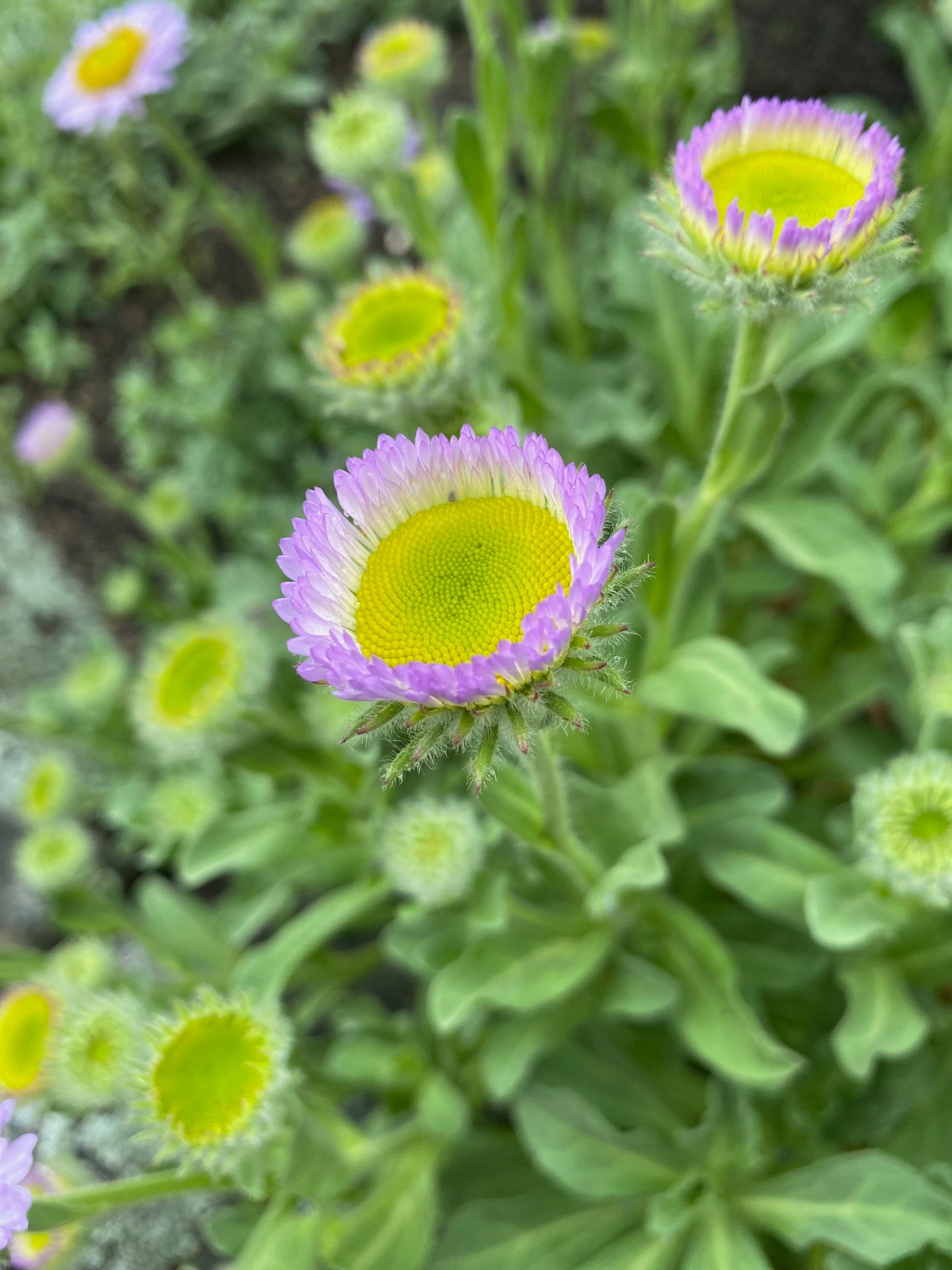 Seaside Daisy | Erigeron glaucus seeds