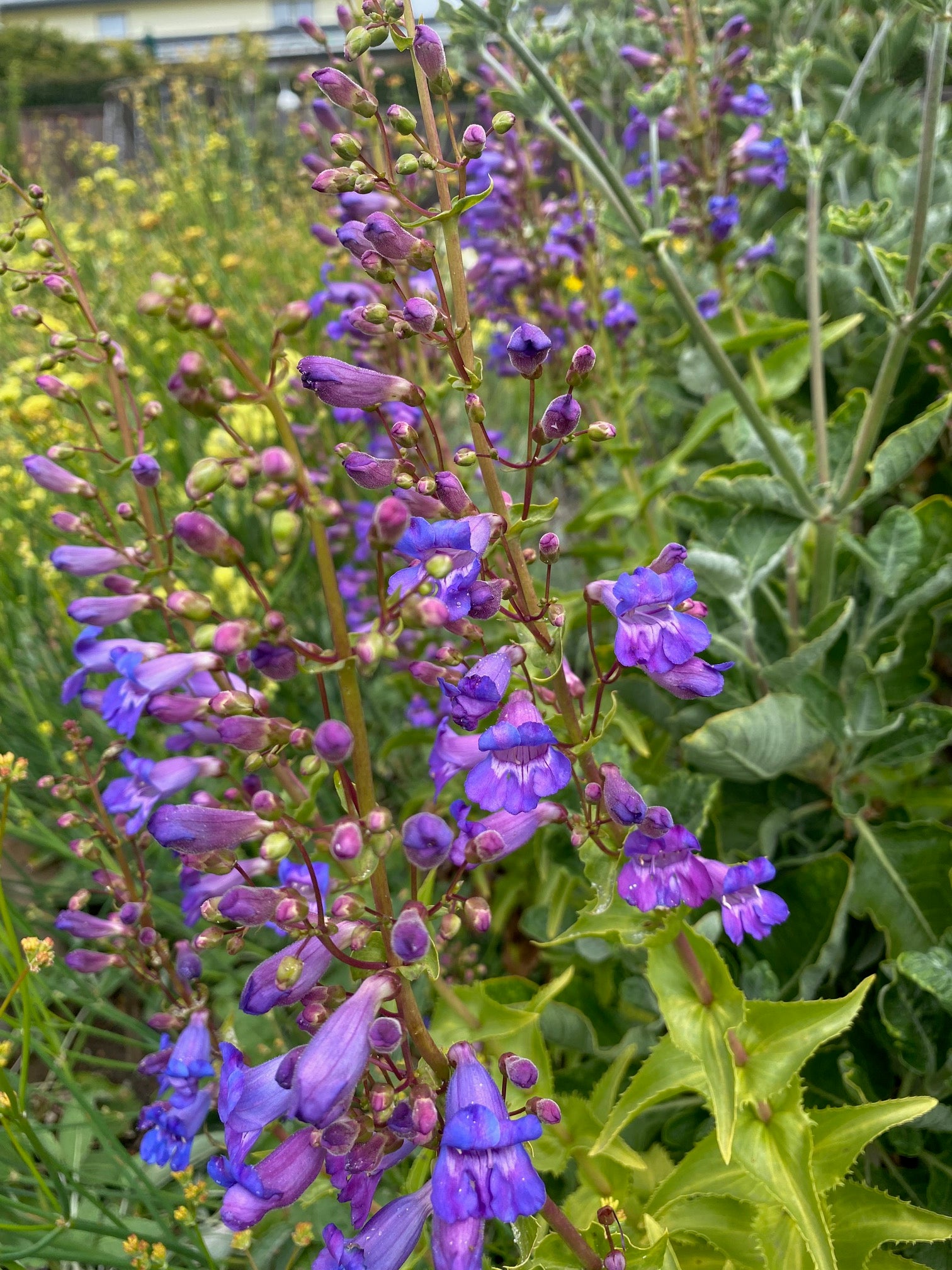 Showy Penstemon | Penstemon spectabilis