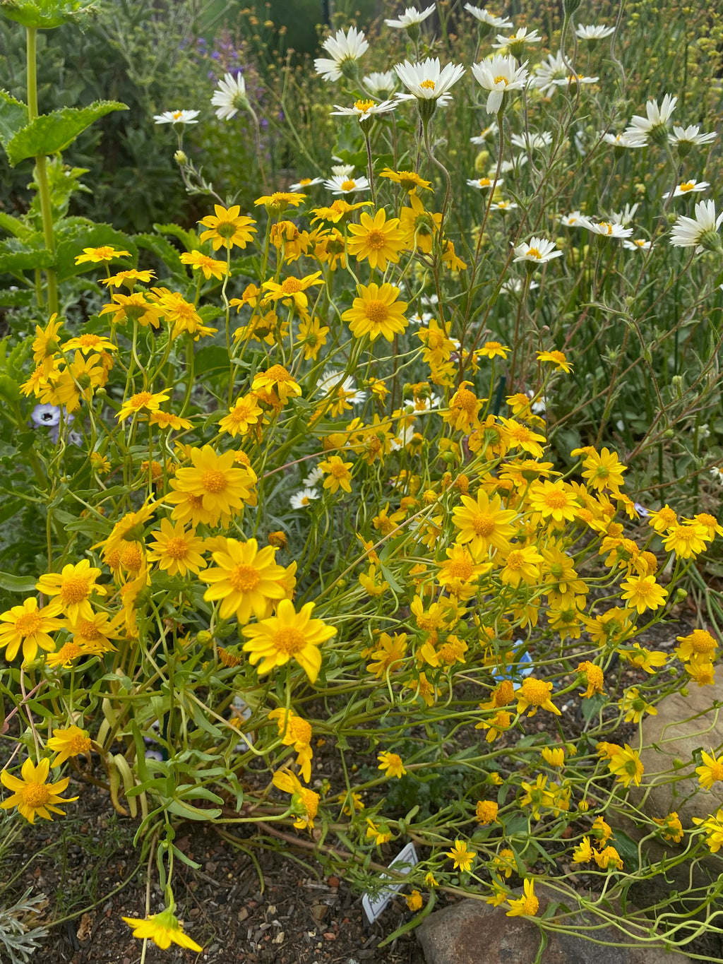 Goldfields | Lasthenia californica seeds