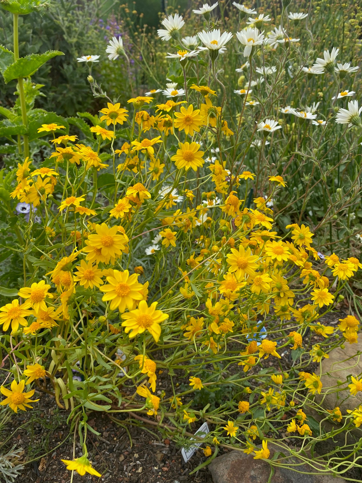 Goldfields | Lasthenia californica seeds