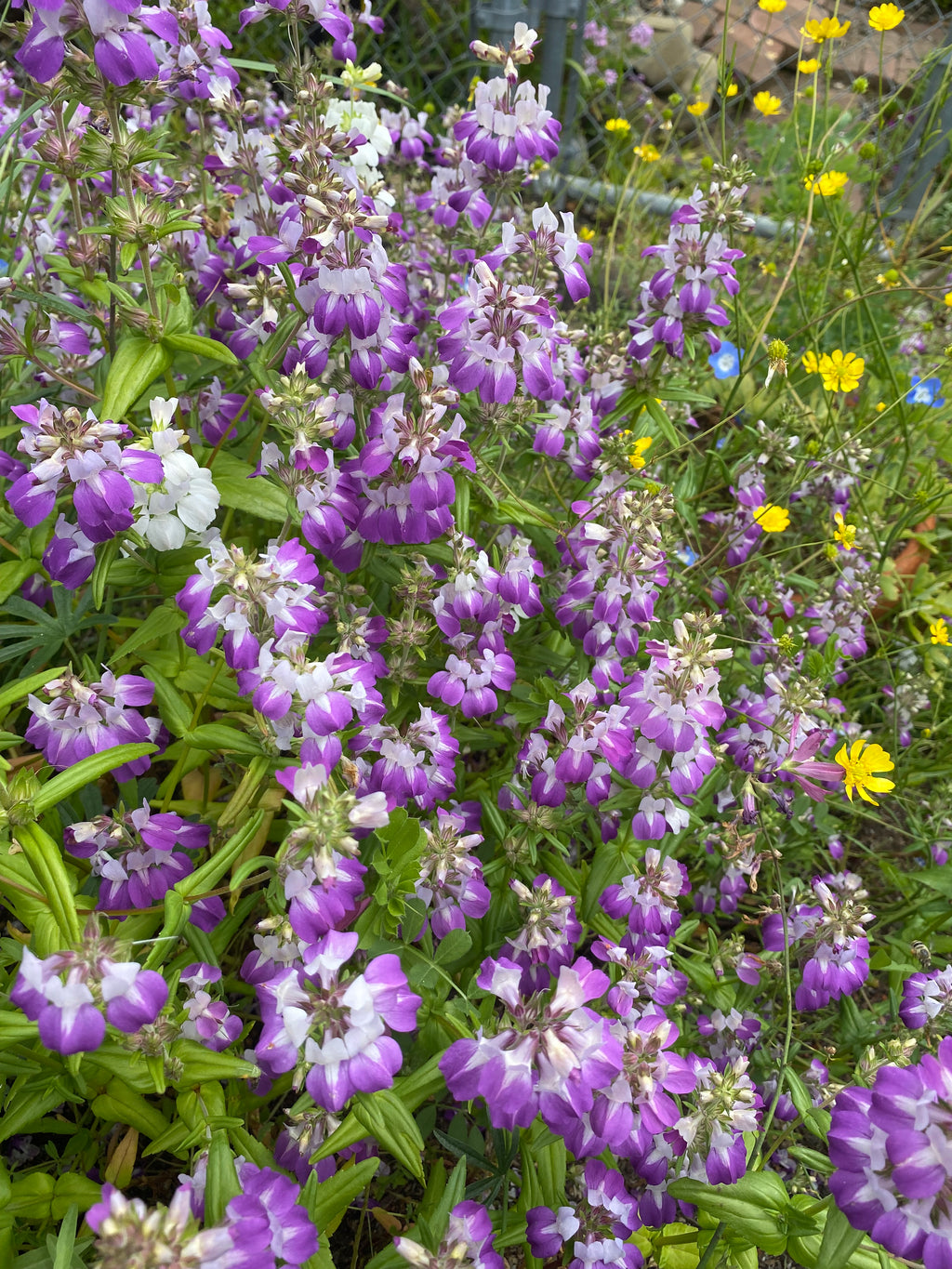 Innocence | Purple Chinese Houses | Collinsia heterophylla
