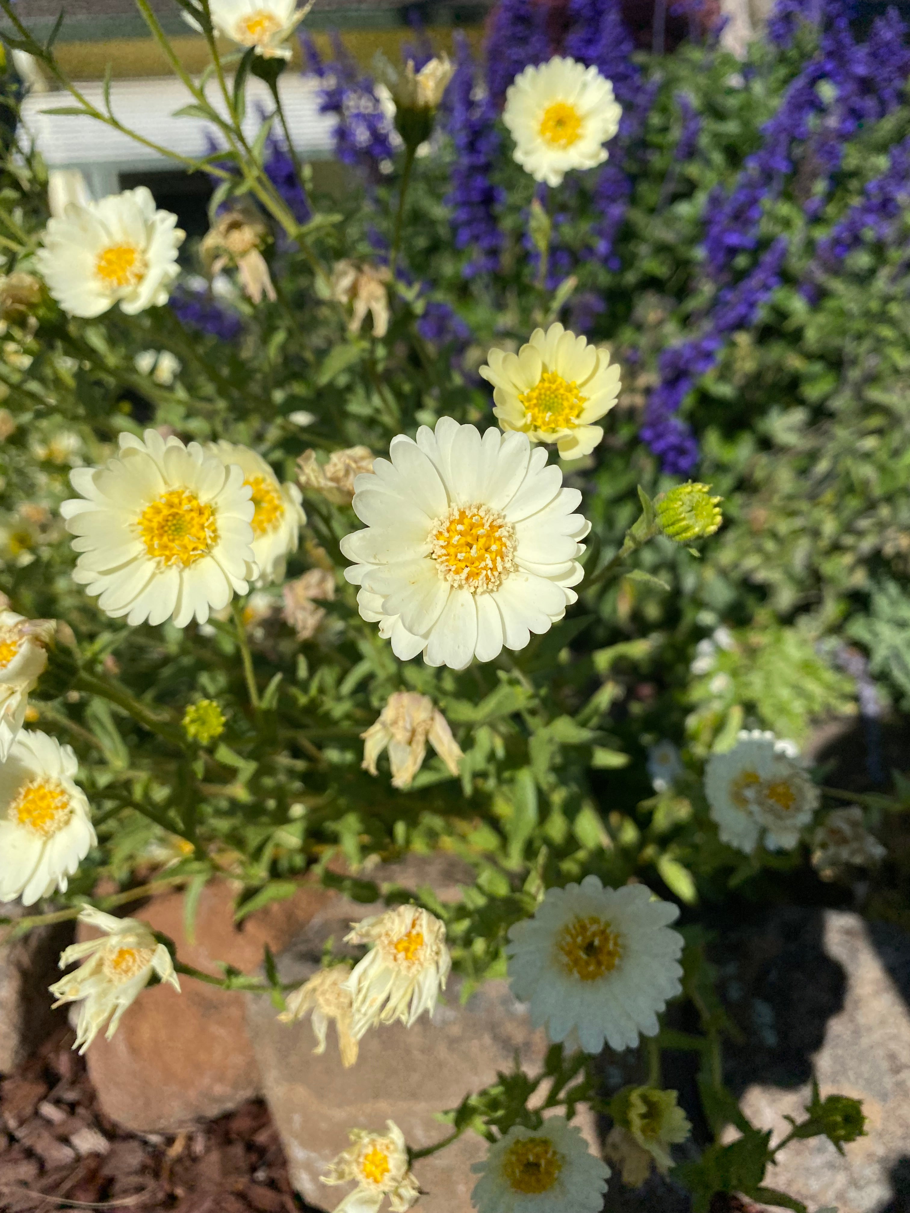 Pale-yellow Tidytips | Layia Heterotricha seeds