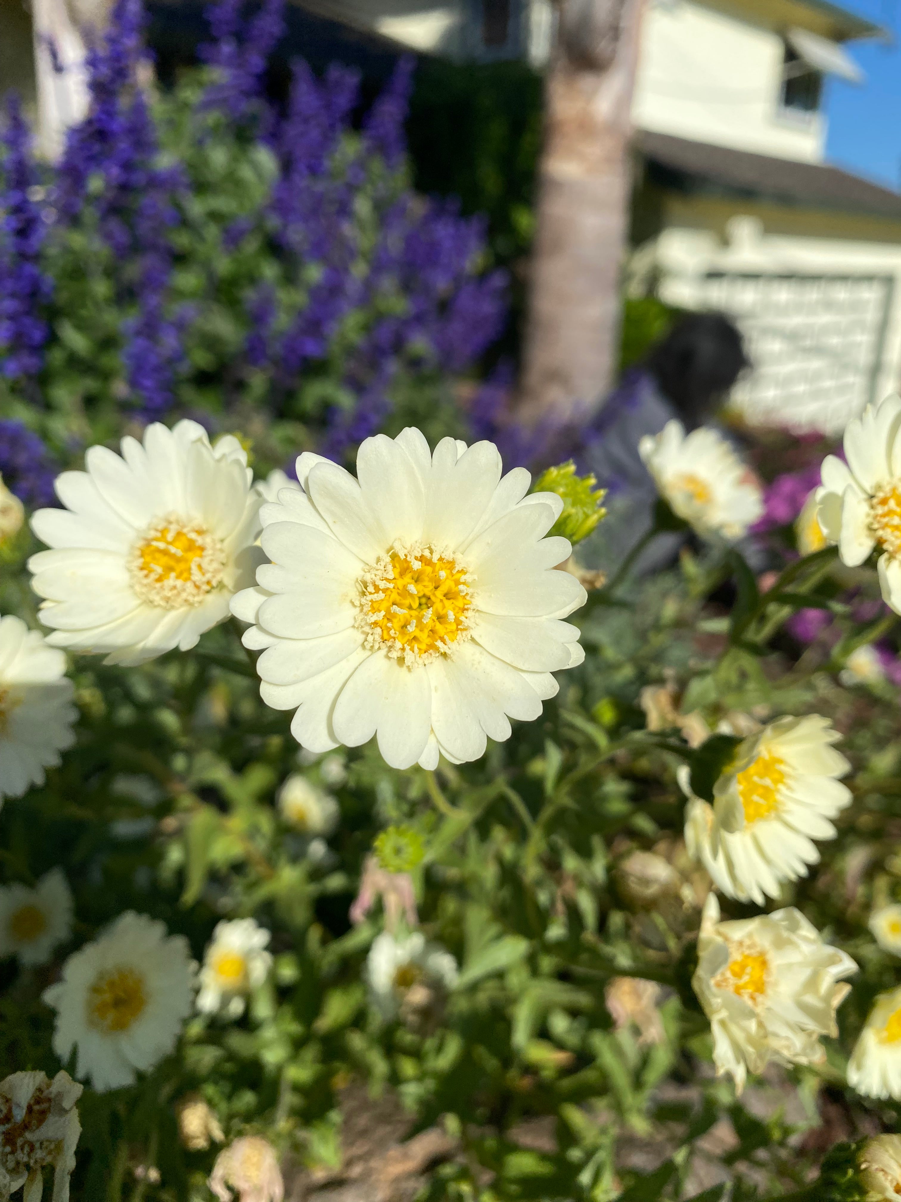 Pale-yellow Tidytips | Layia Heterotricha seeds