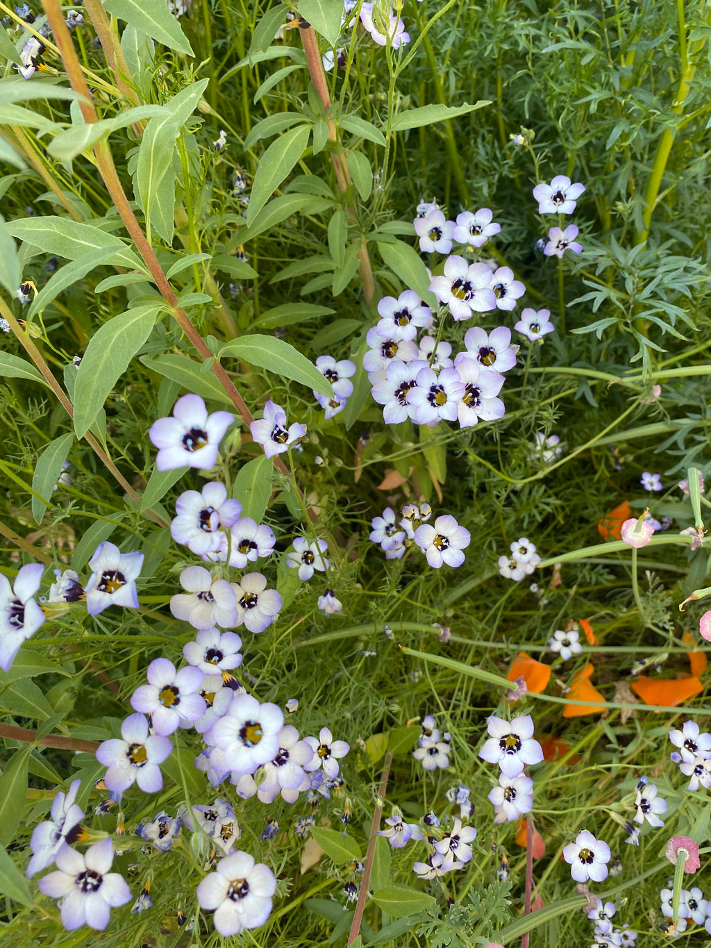 Birds Eyes | Gilia tricolor seeds