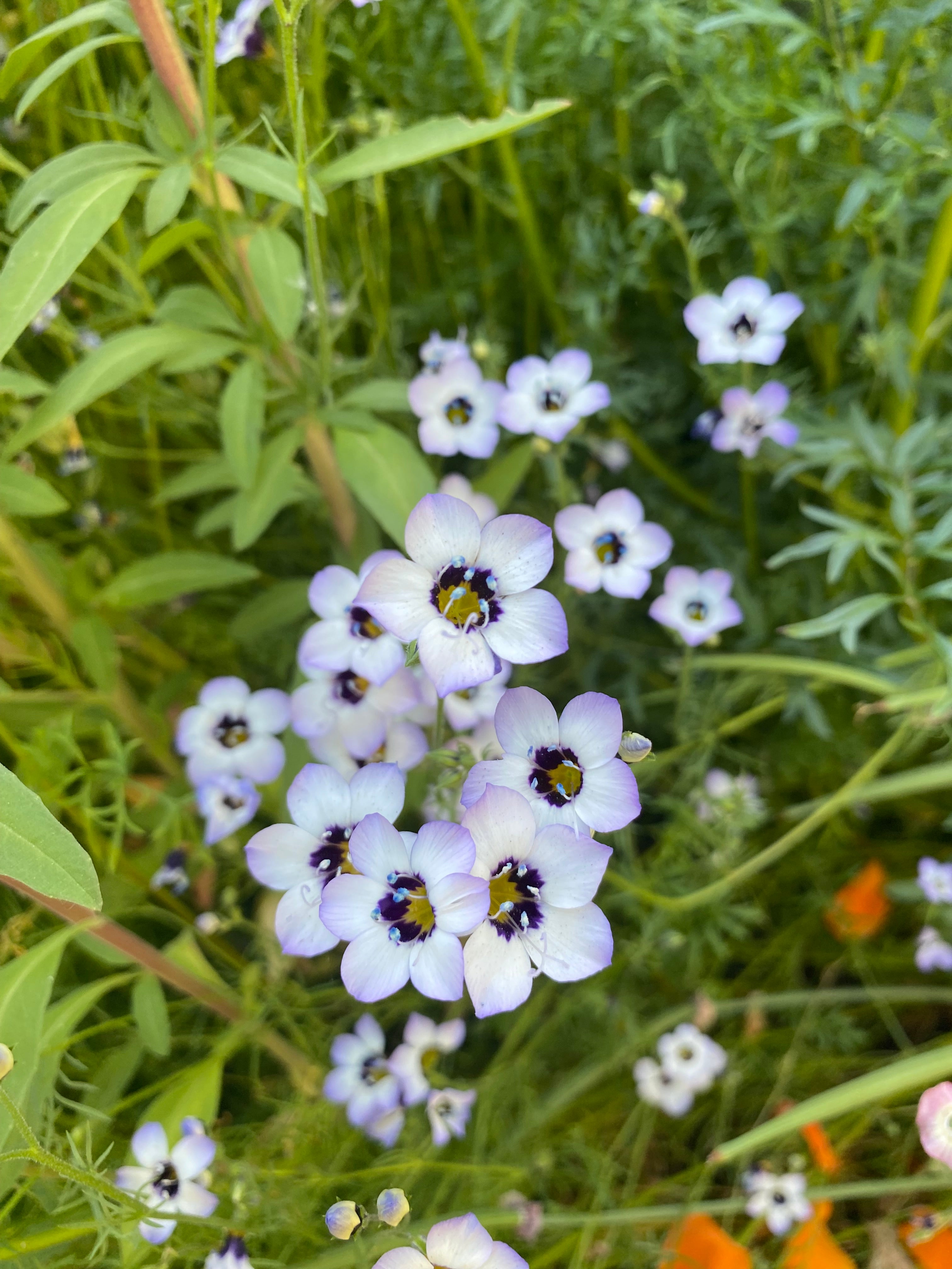 Birds Eyes | Gilia tricolor seeds