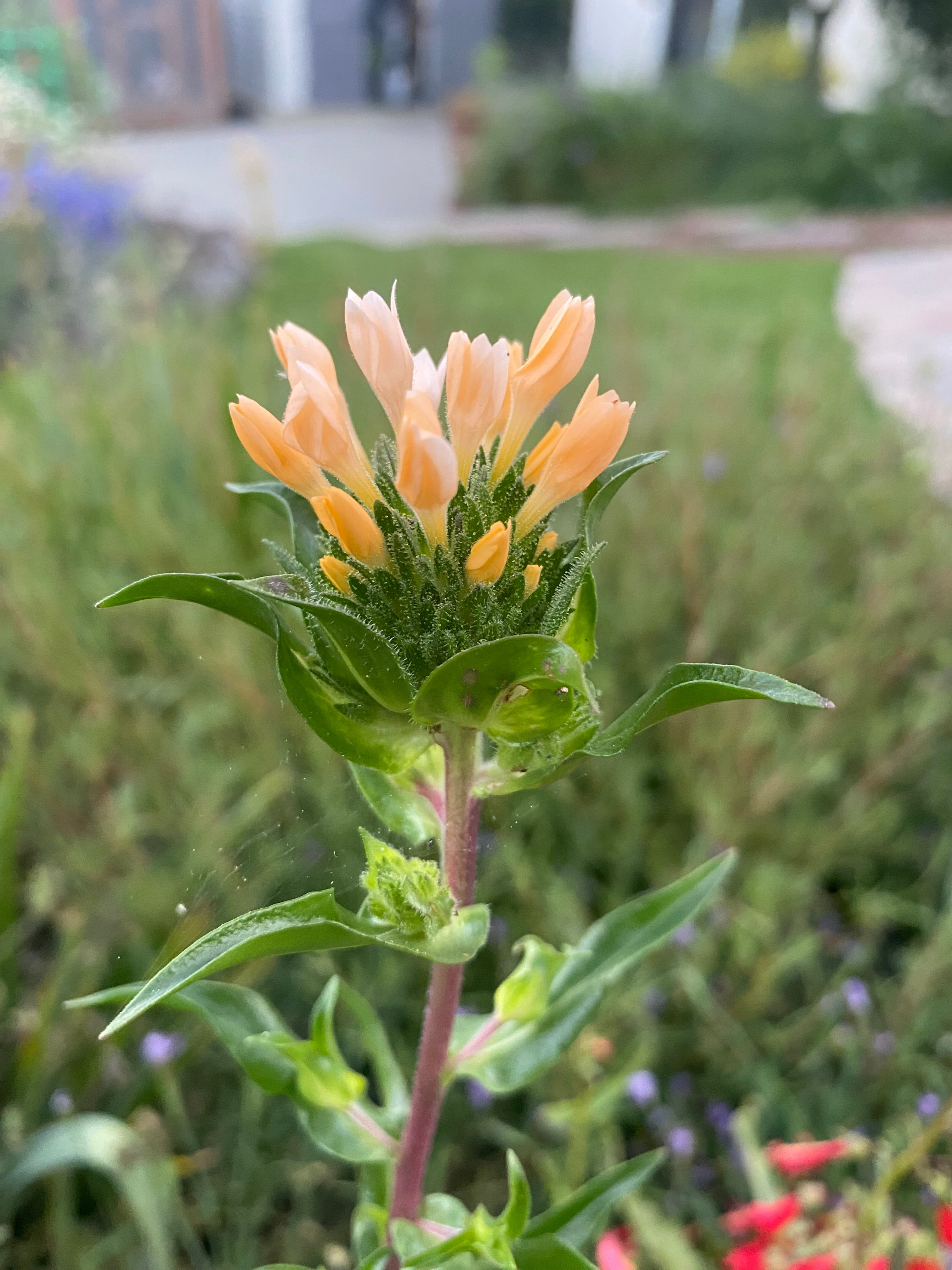 Grand Collomia | Collomia grandiflora seeds