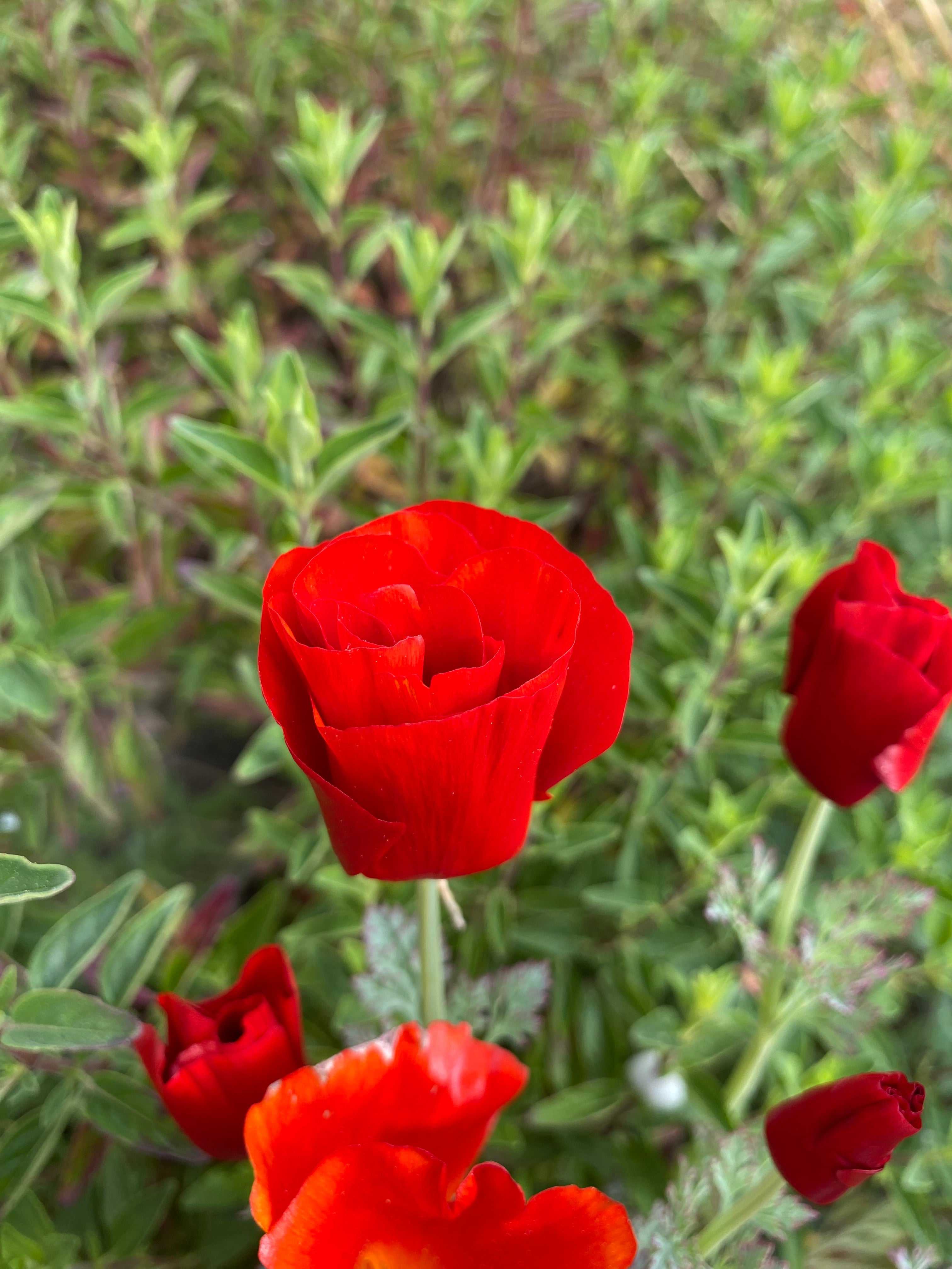 California Poppy "Red Chief" | Eschscholzia californica Seeds