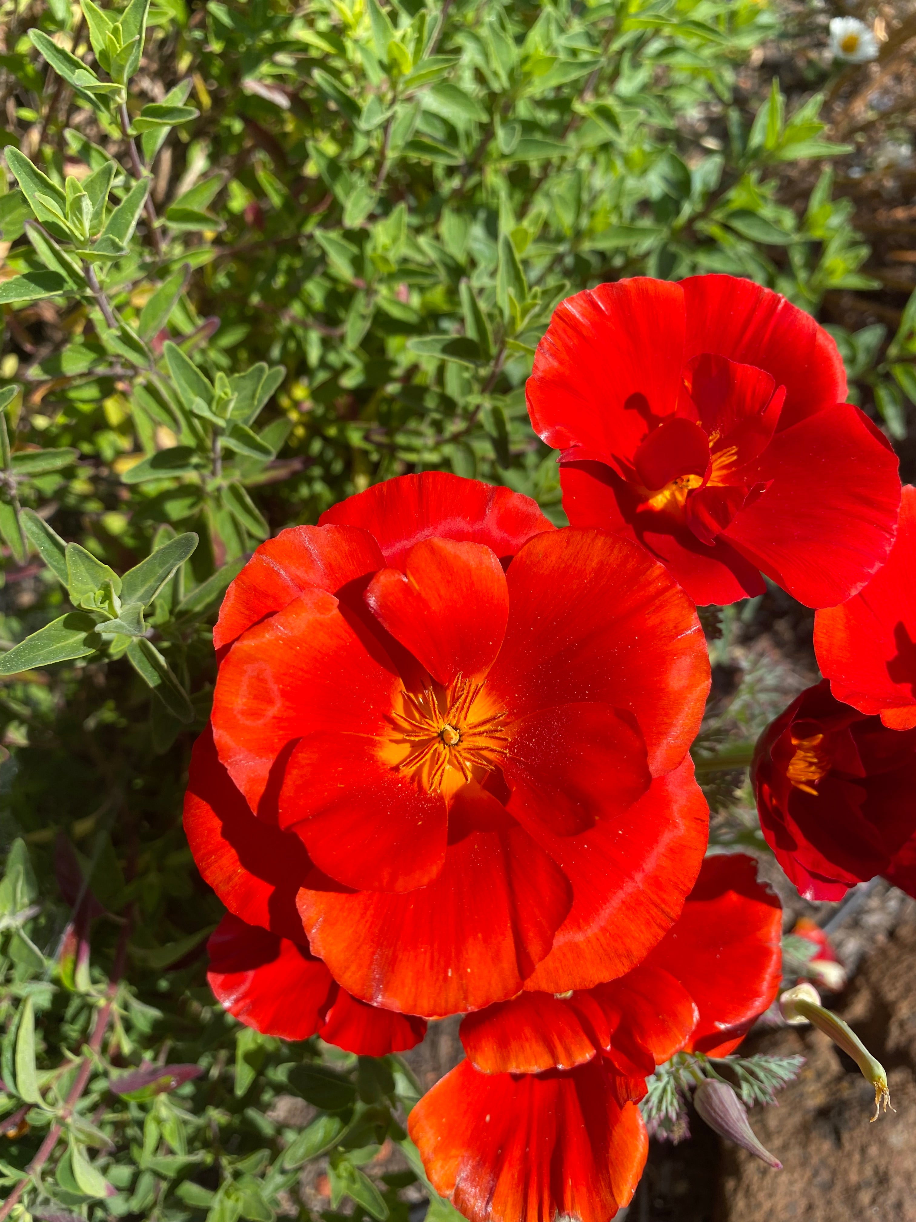California Poppy "Red Chief" | Eschscholzia californica Seeds