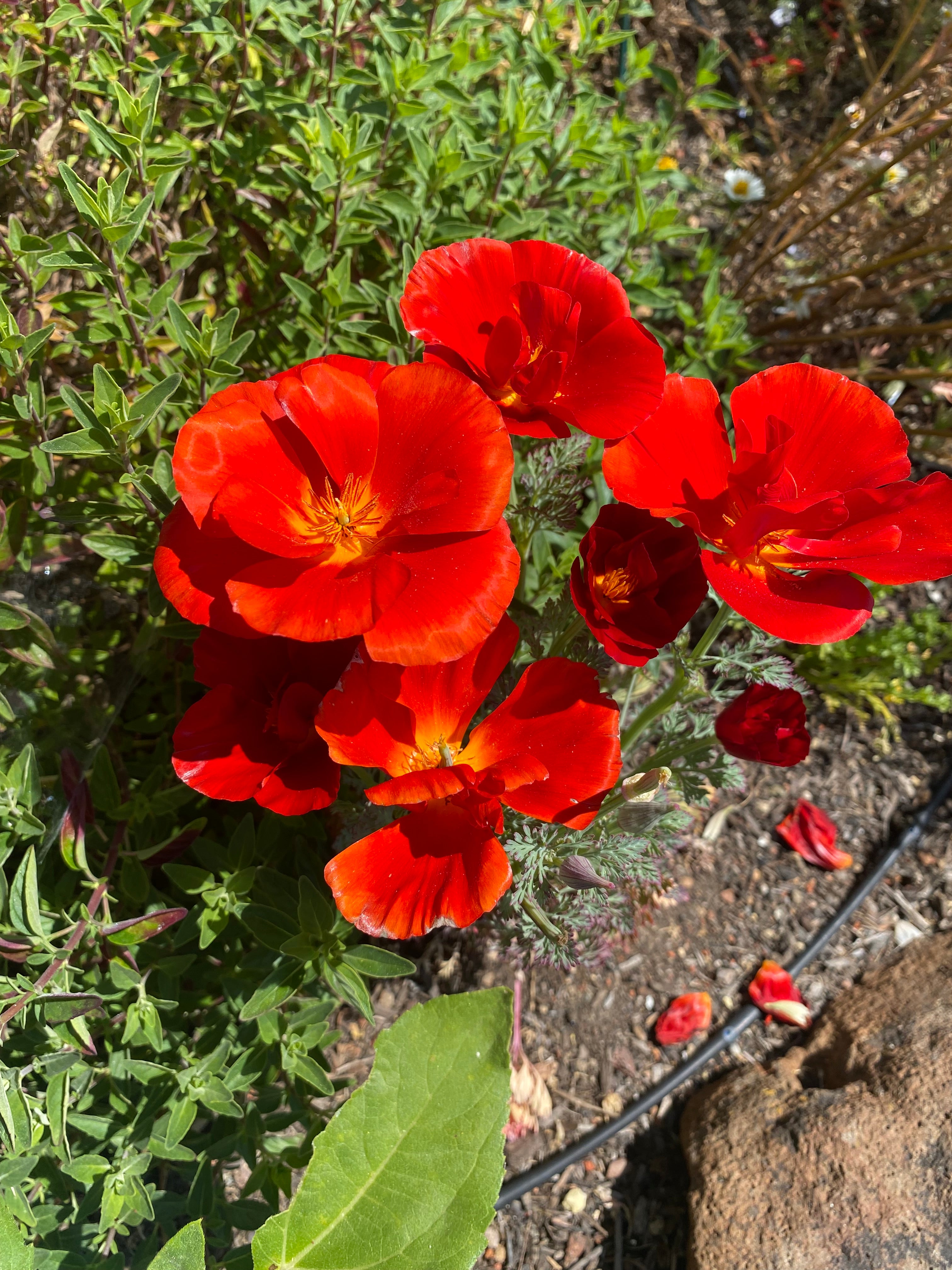 California Poppy "Red Chief" | Eschscholzia californica Seeds