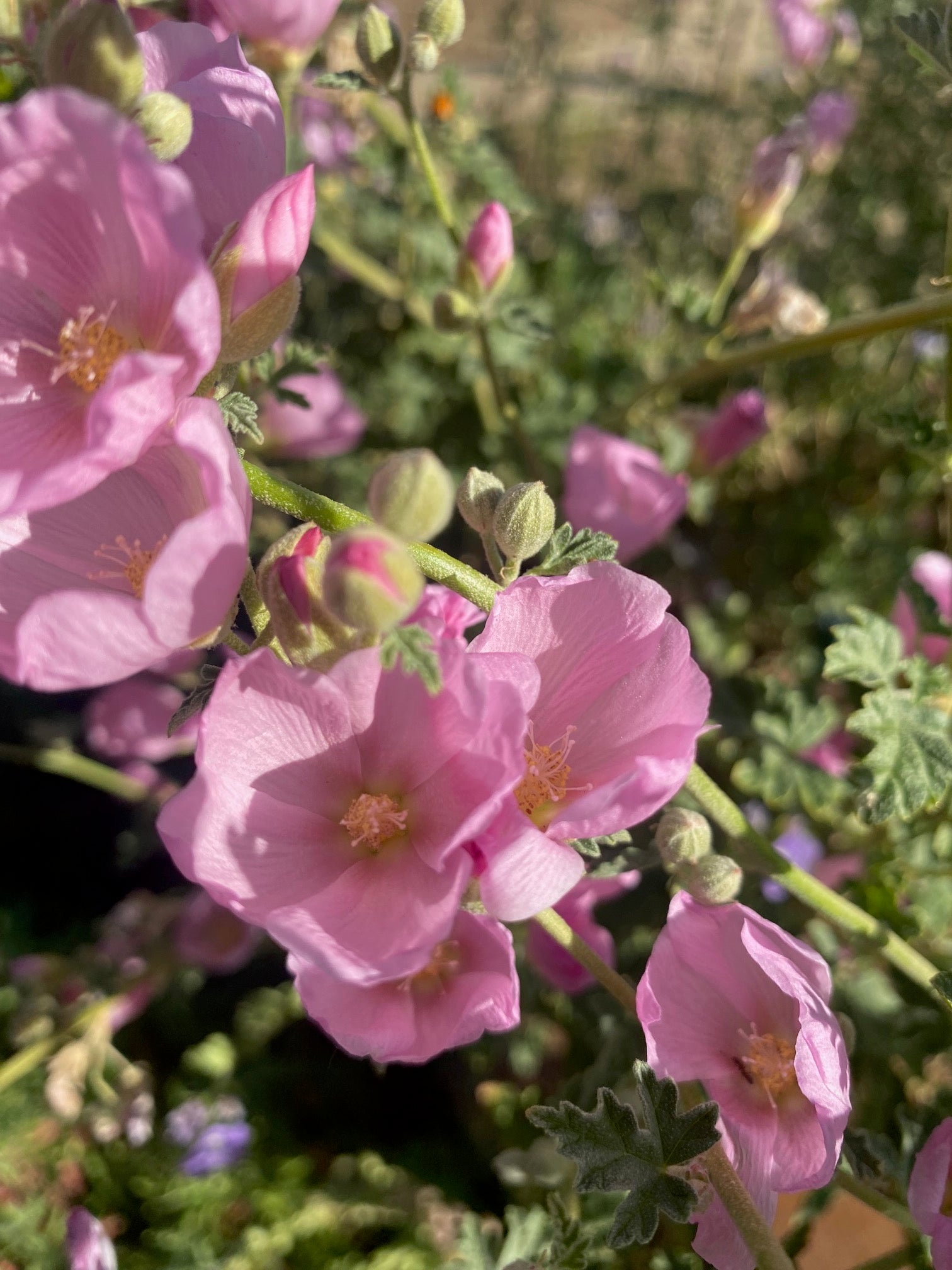 Desert Globemallow | Sphaeralcea ambigua seeds