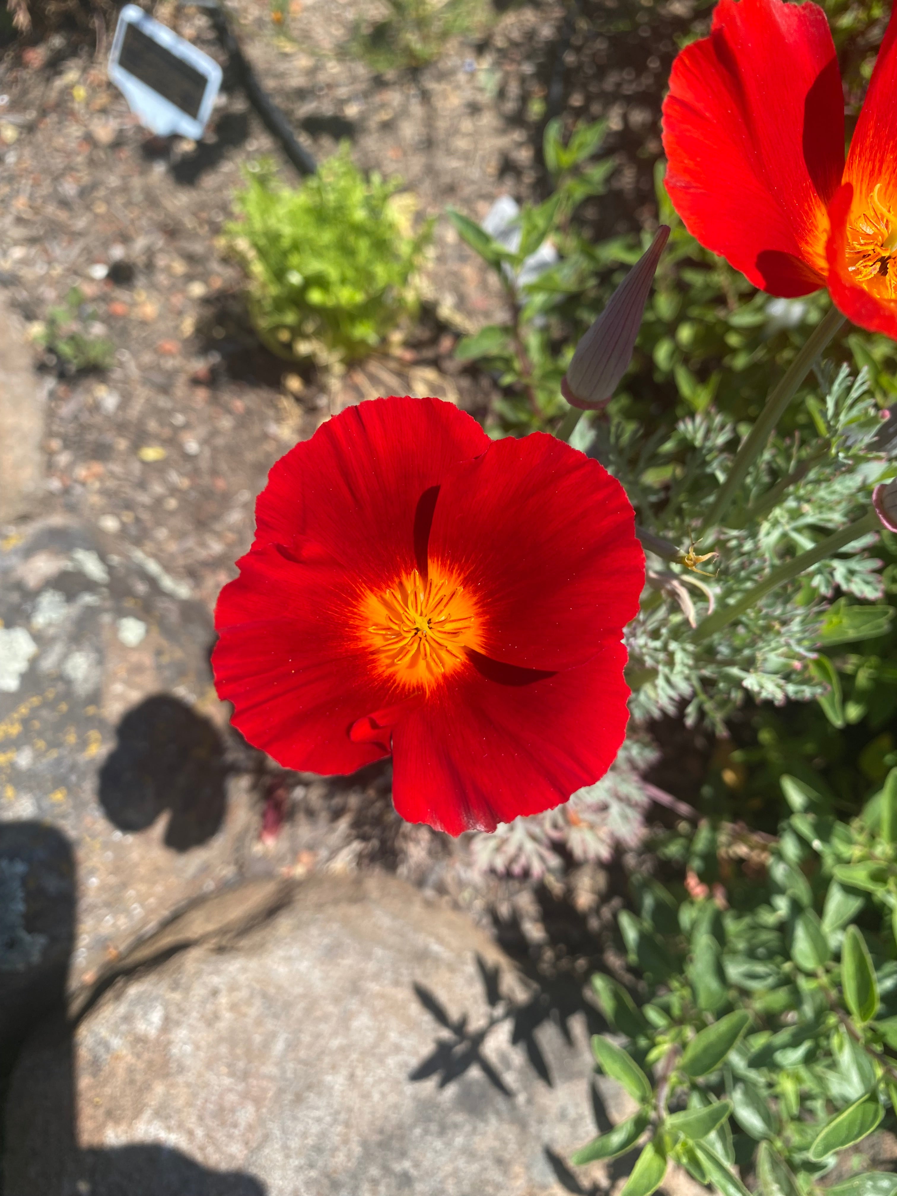 California Poppy "Red Chief" | Eschscholzia californica Seeds