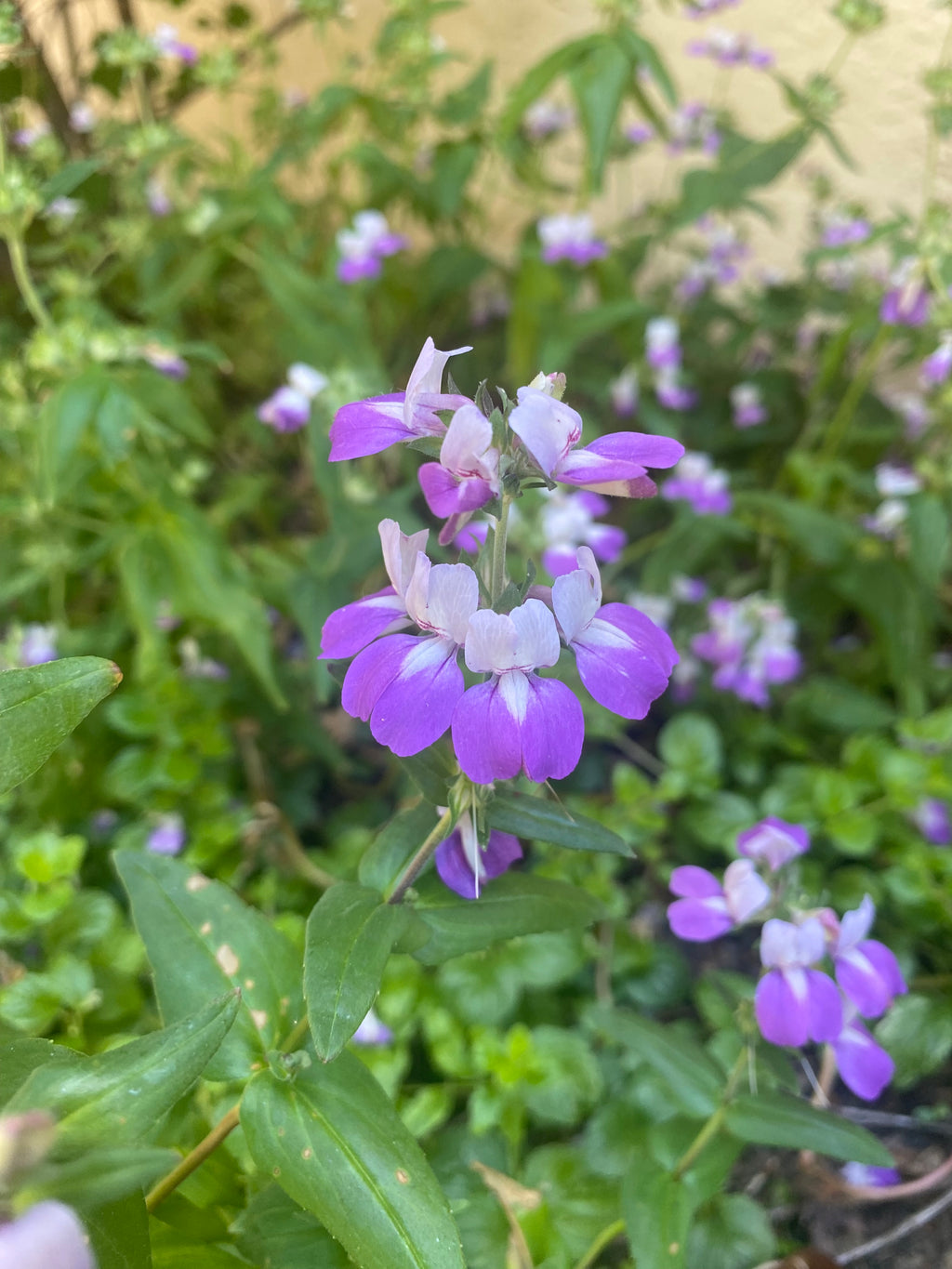 Innocence | Purple Chinese Houses | Collinsia heterophylla