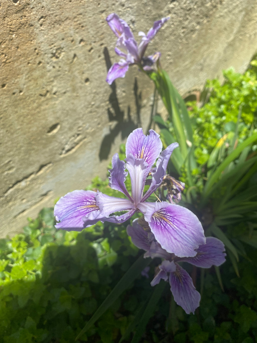 Douglas Iris | Iris douglasiana seeds