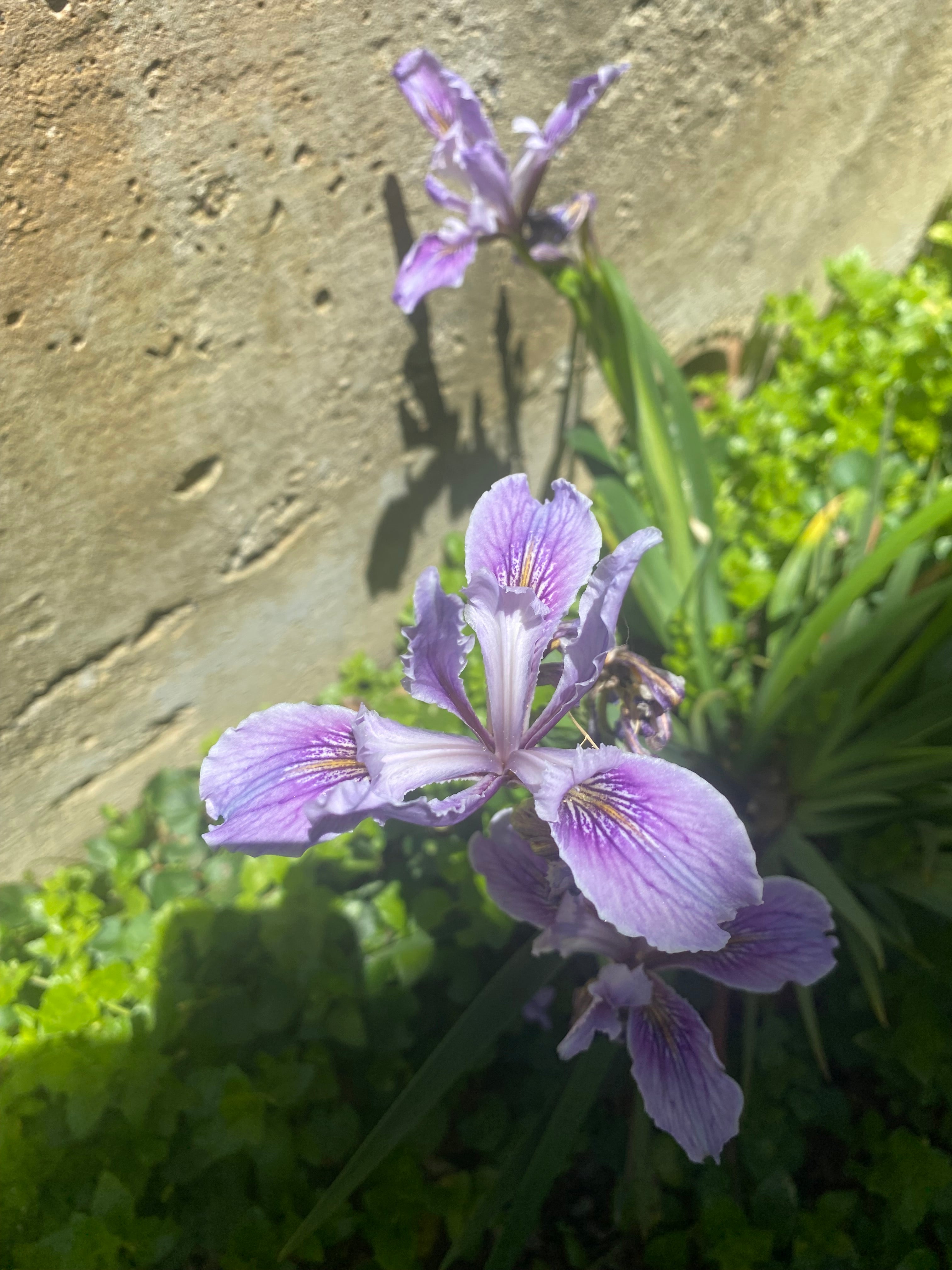 Douglas Iris | Iris douglasiana seeds