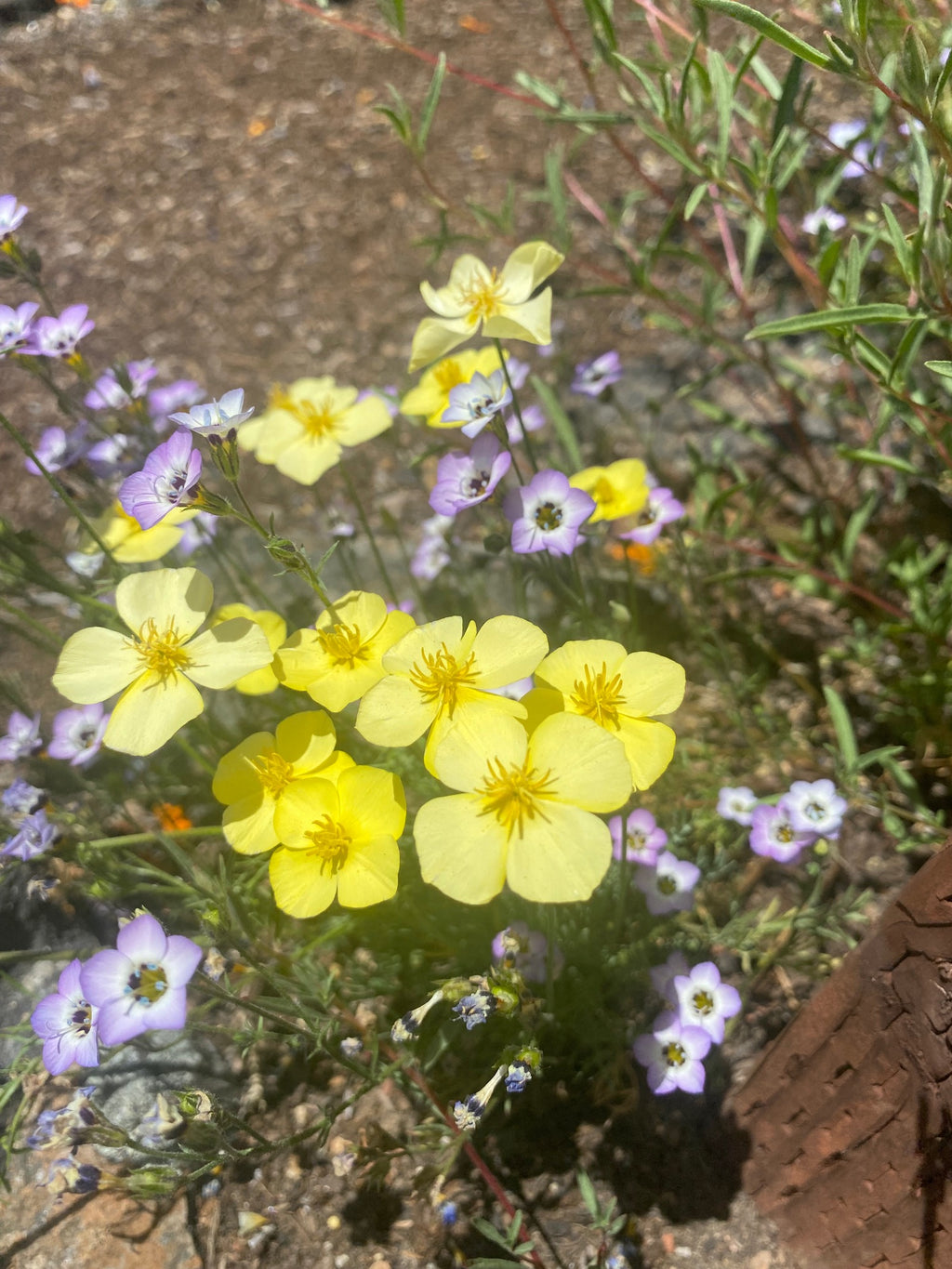 Tufted California Poppy | Eschscholzia caespitosa