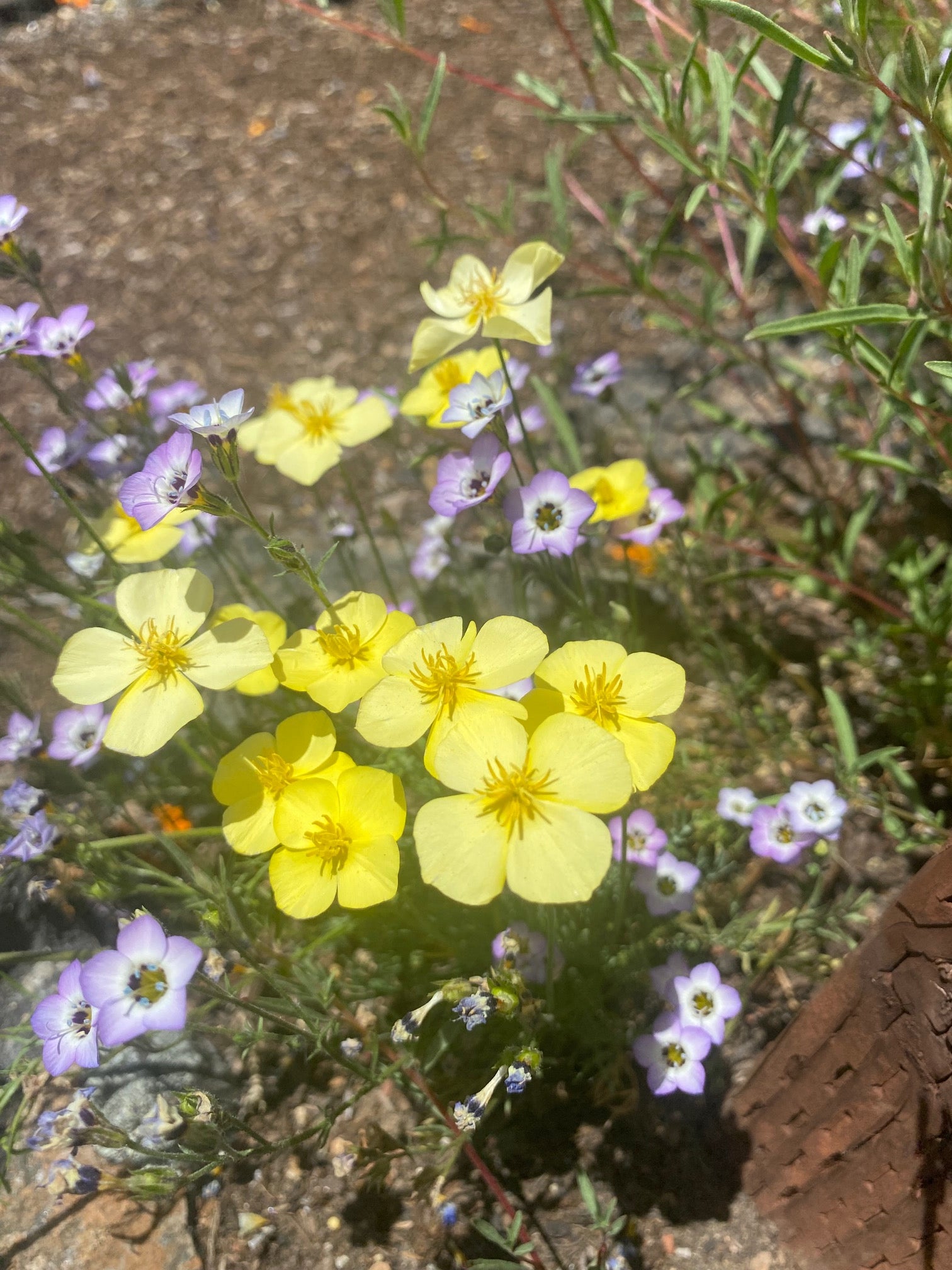 Tufted California Poppy | Eschscholzia caespitosa
