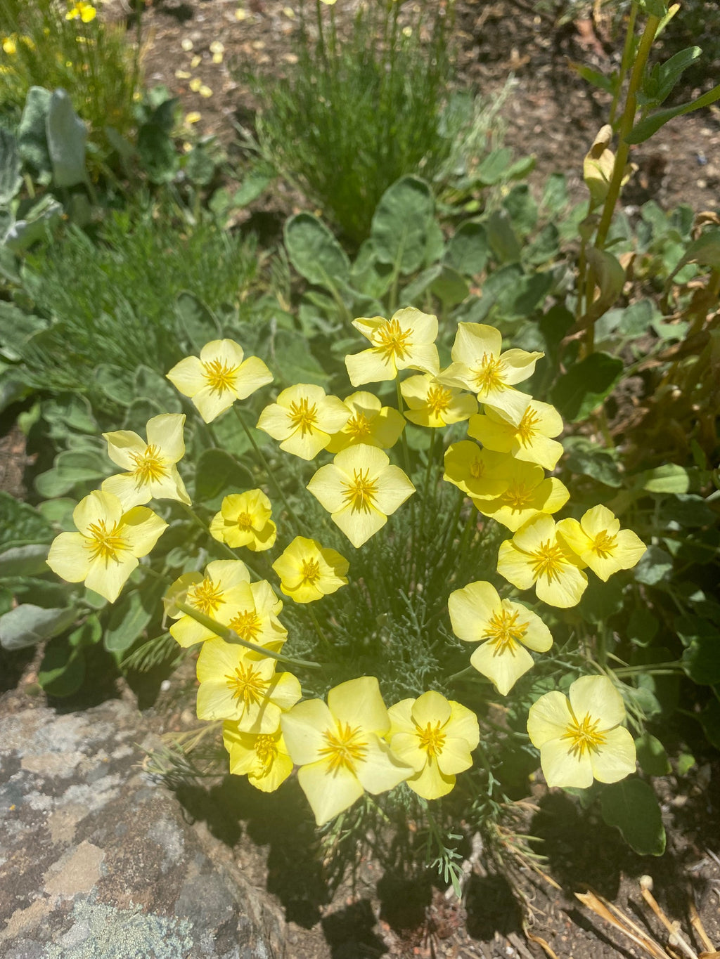 Tufted California Poppy | Eschscholzia caespitosa